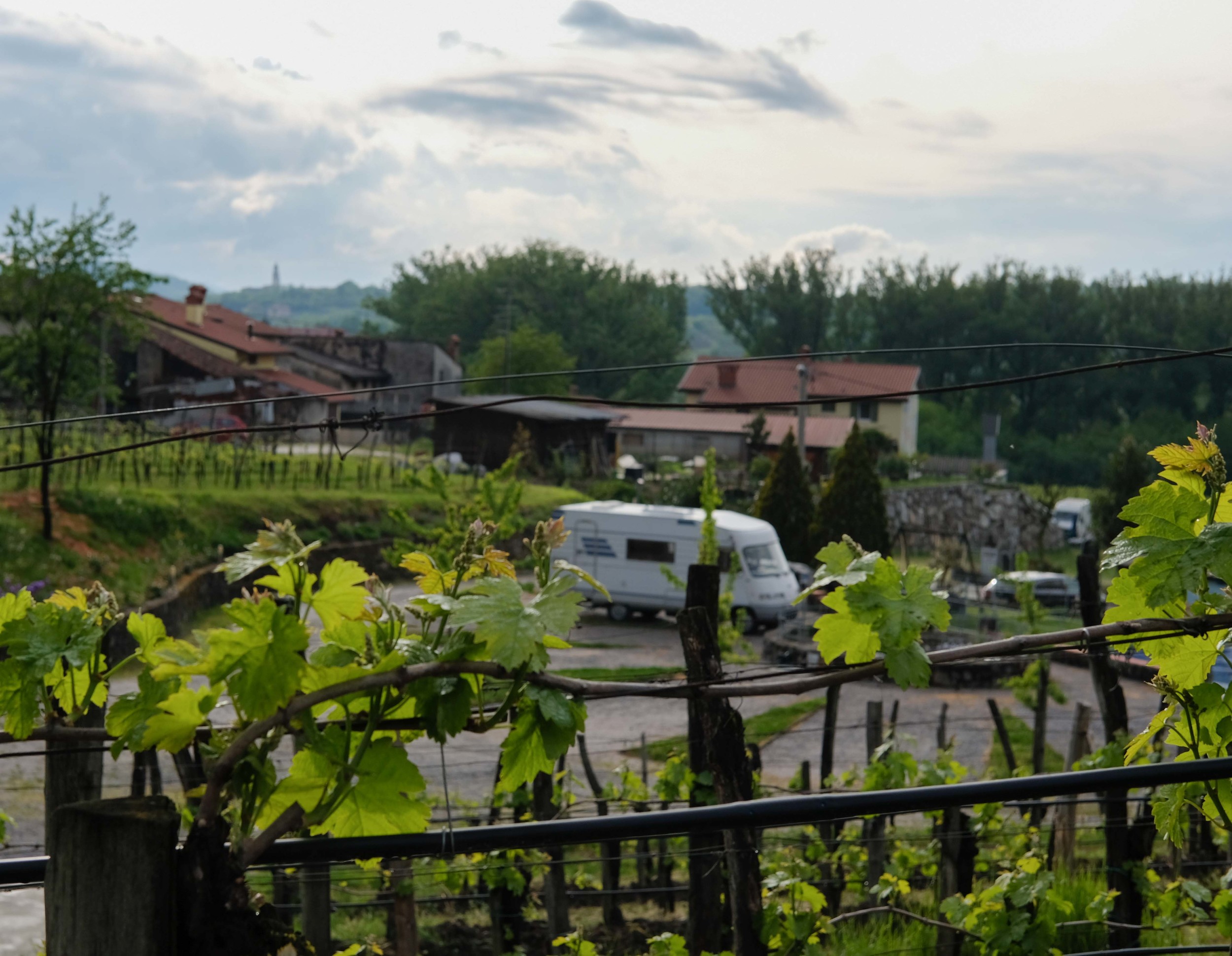 Hymer at home in the vineyard.