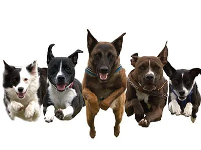 The Canine Stars: Stunt Dog Show • Garde Arts Center • November 9