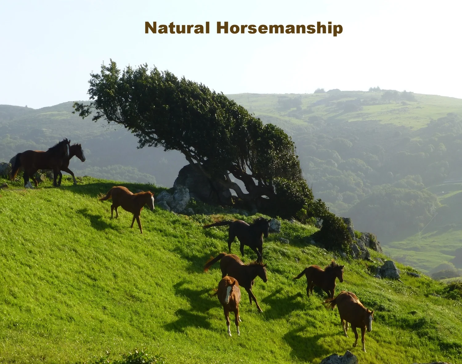 Galloping horses down the hill below small windblown tree.P1030611.JPG