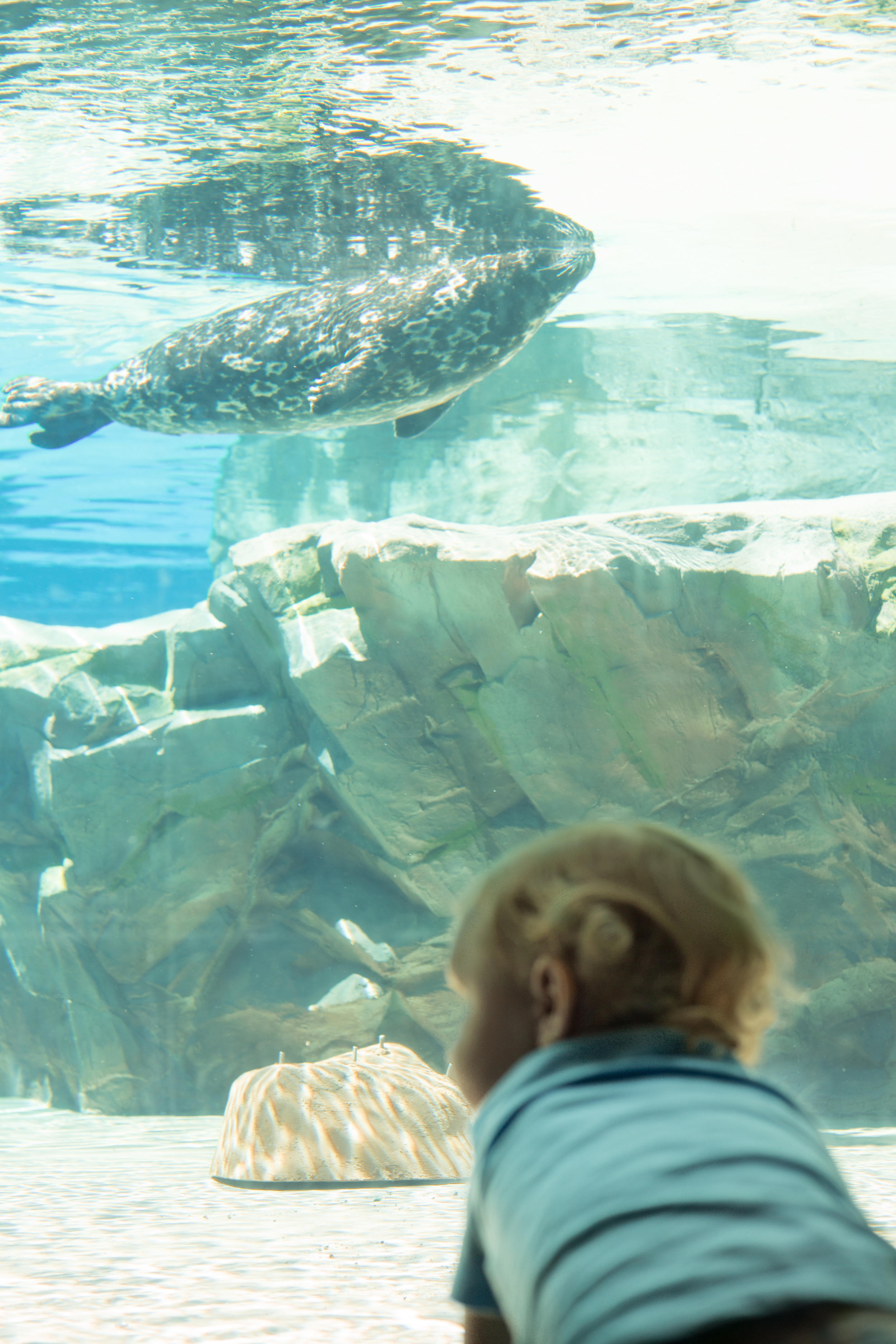 Lincoln Park Zoo Chicago