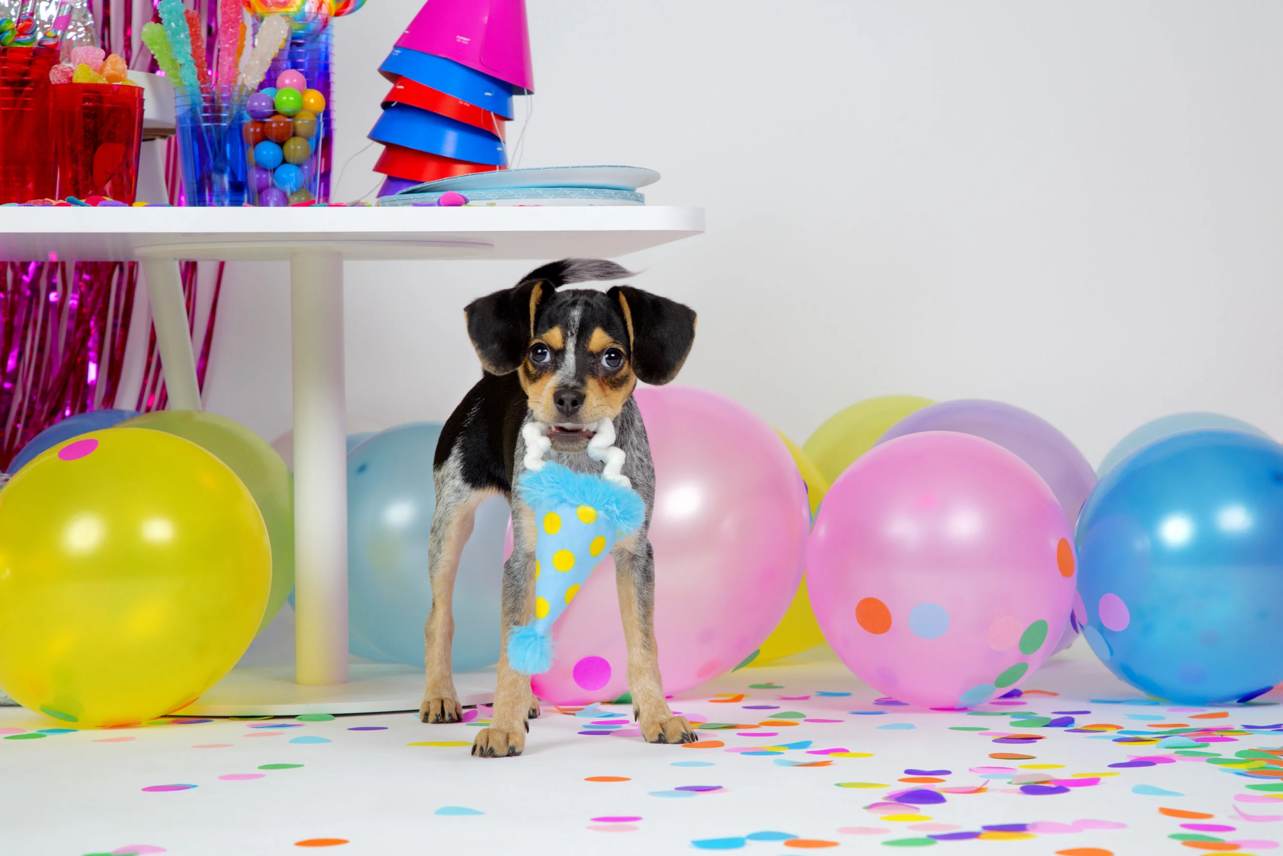 PartyAnimals_PartyHat_Sofie_hiRes_0085.jpg