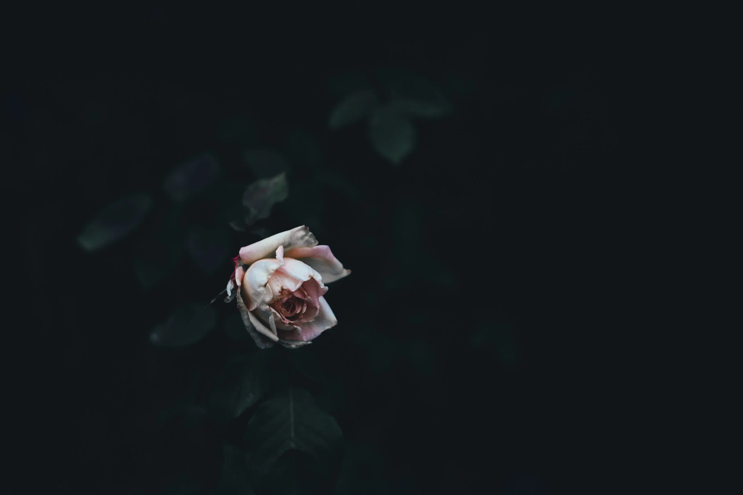 by Annie Spratt