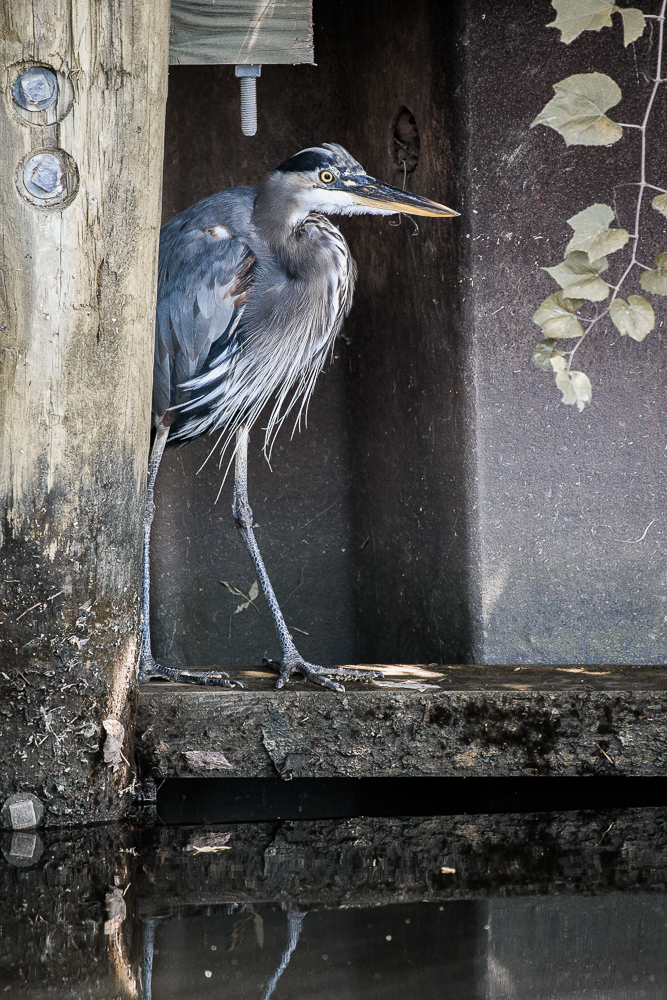 Blue Heron Bus Stop