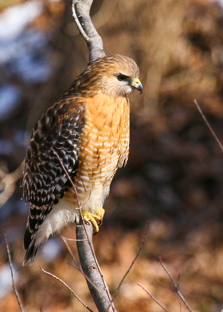 Red-shouldered Hawk