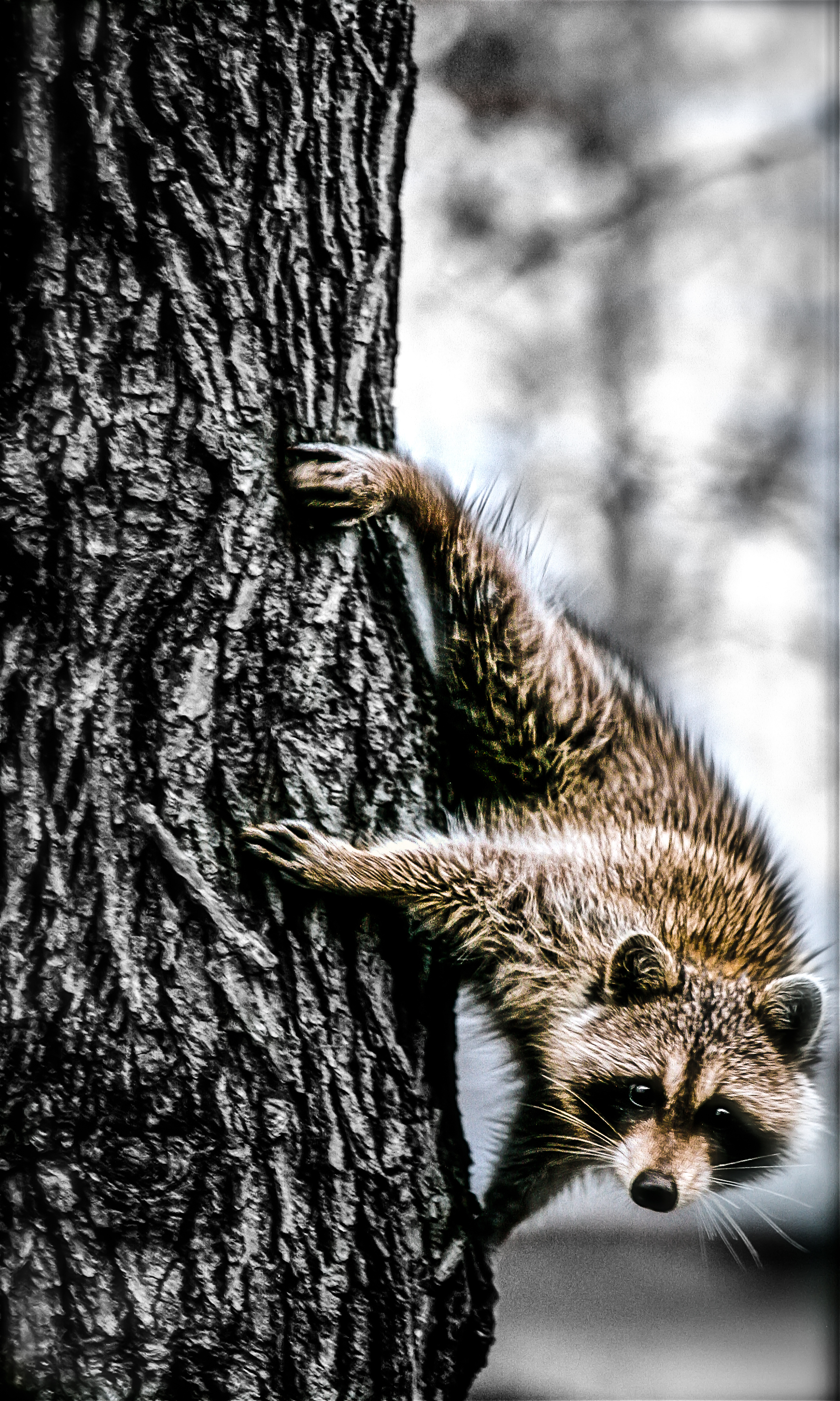 Hang In There