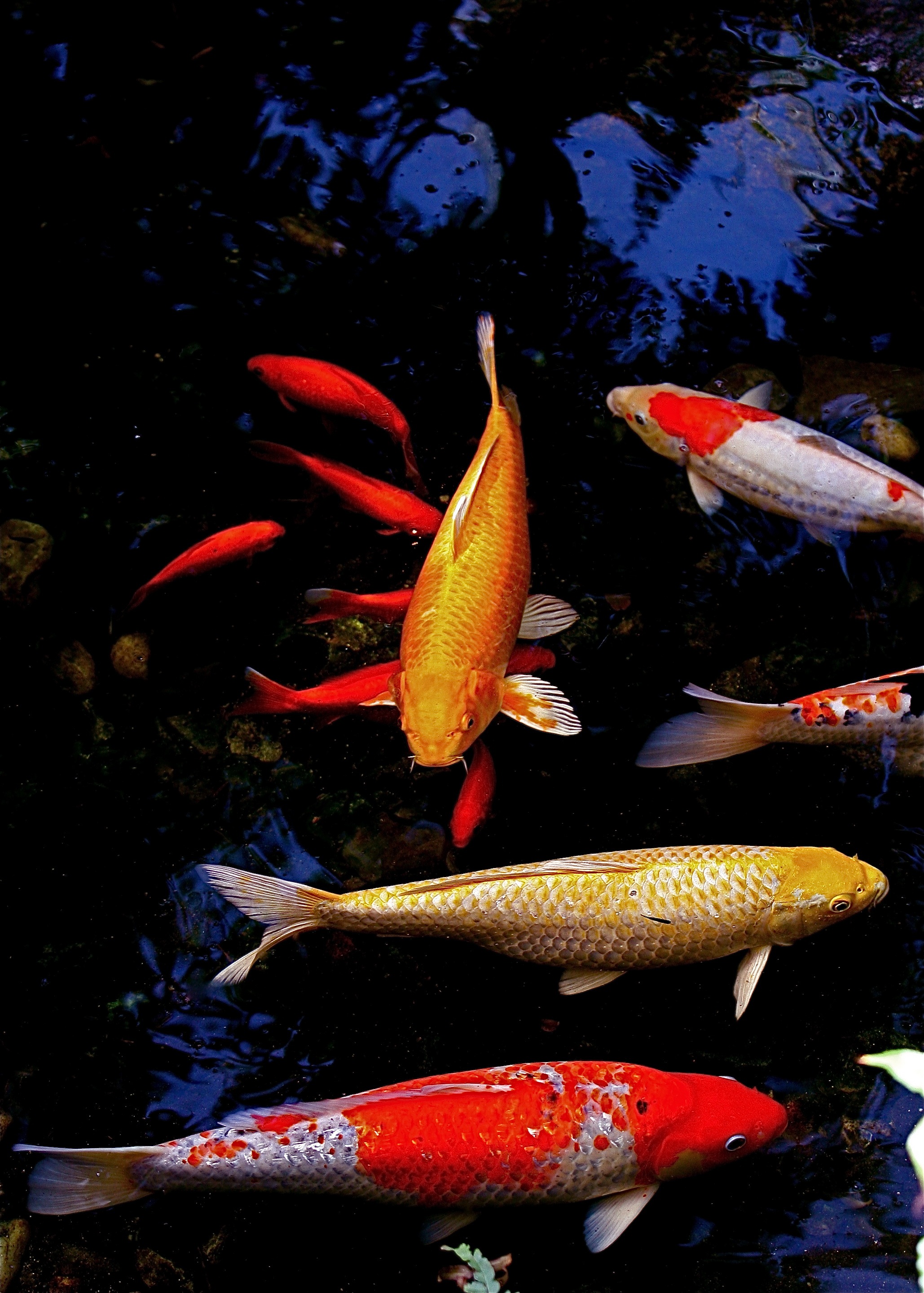 Koi From the Keys