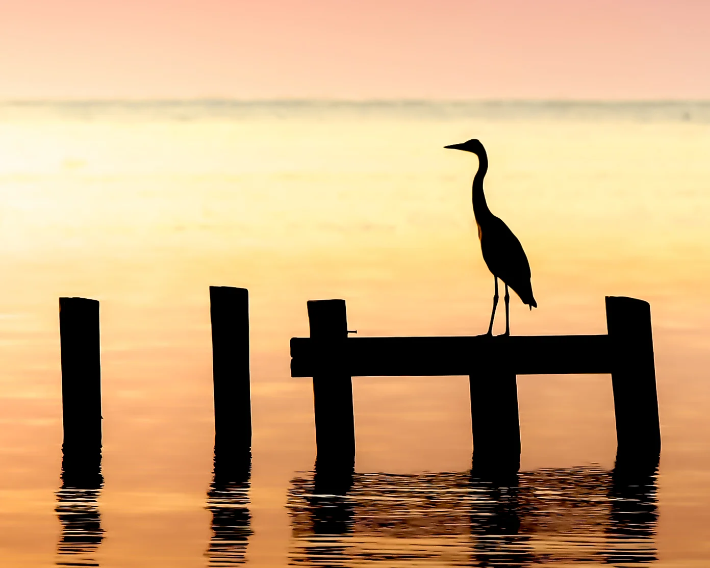 Blue Heron Orange Sunrise