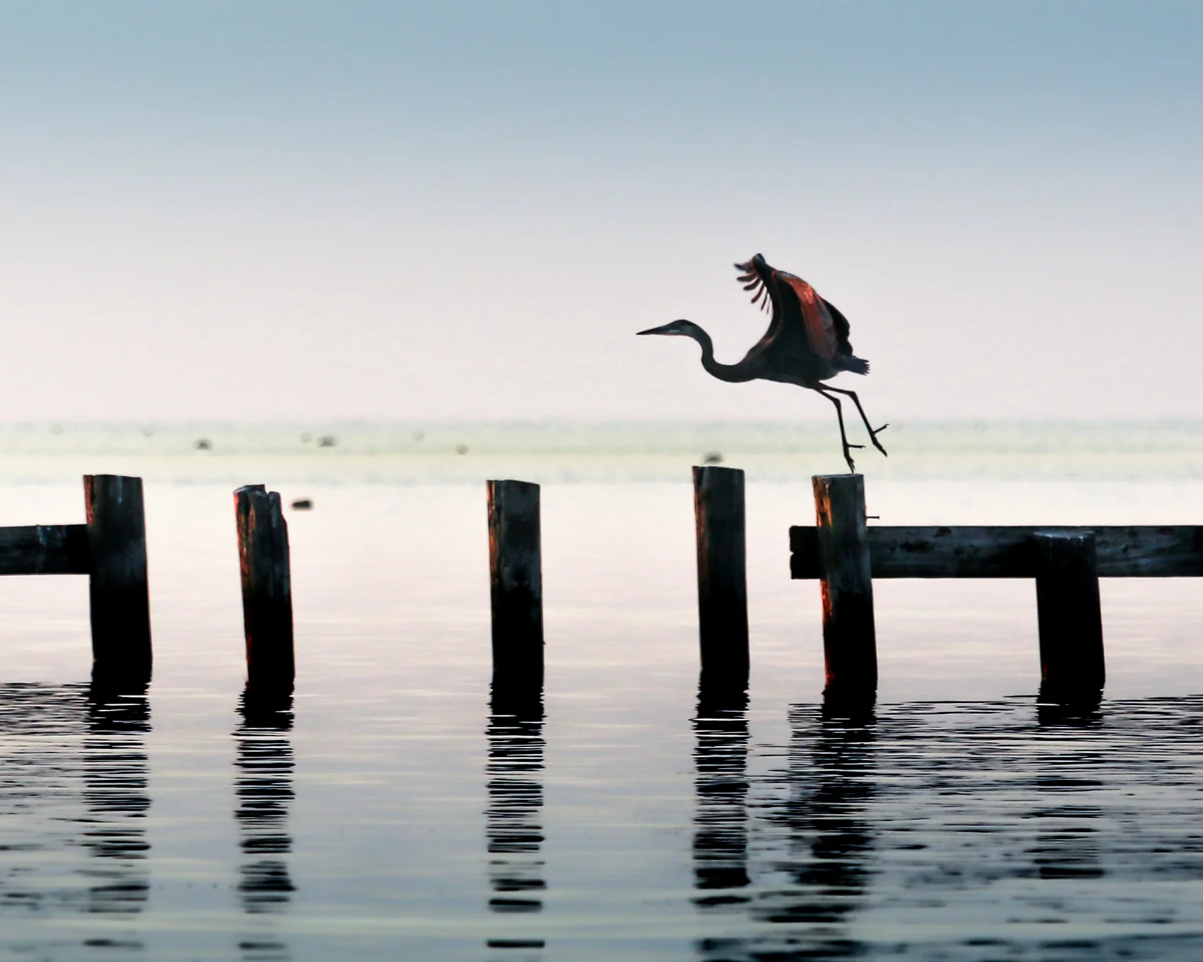Blue Heron Take-off