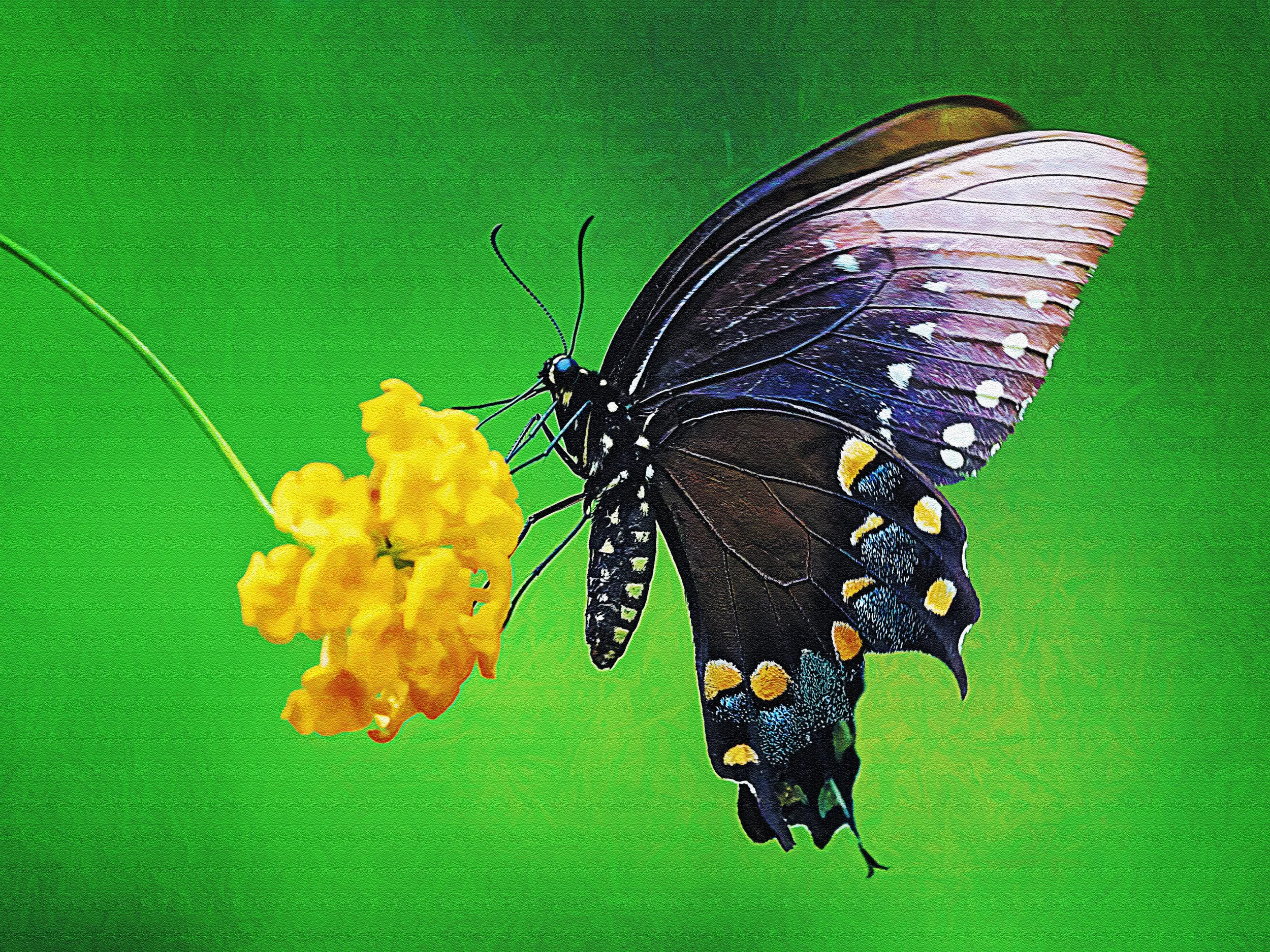 "Black Swallowtail"