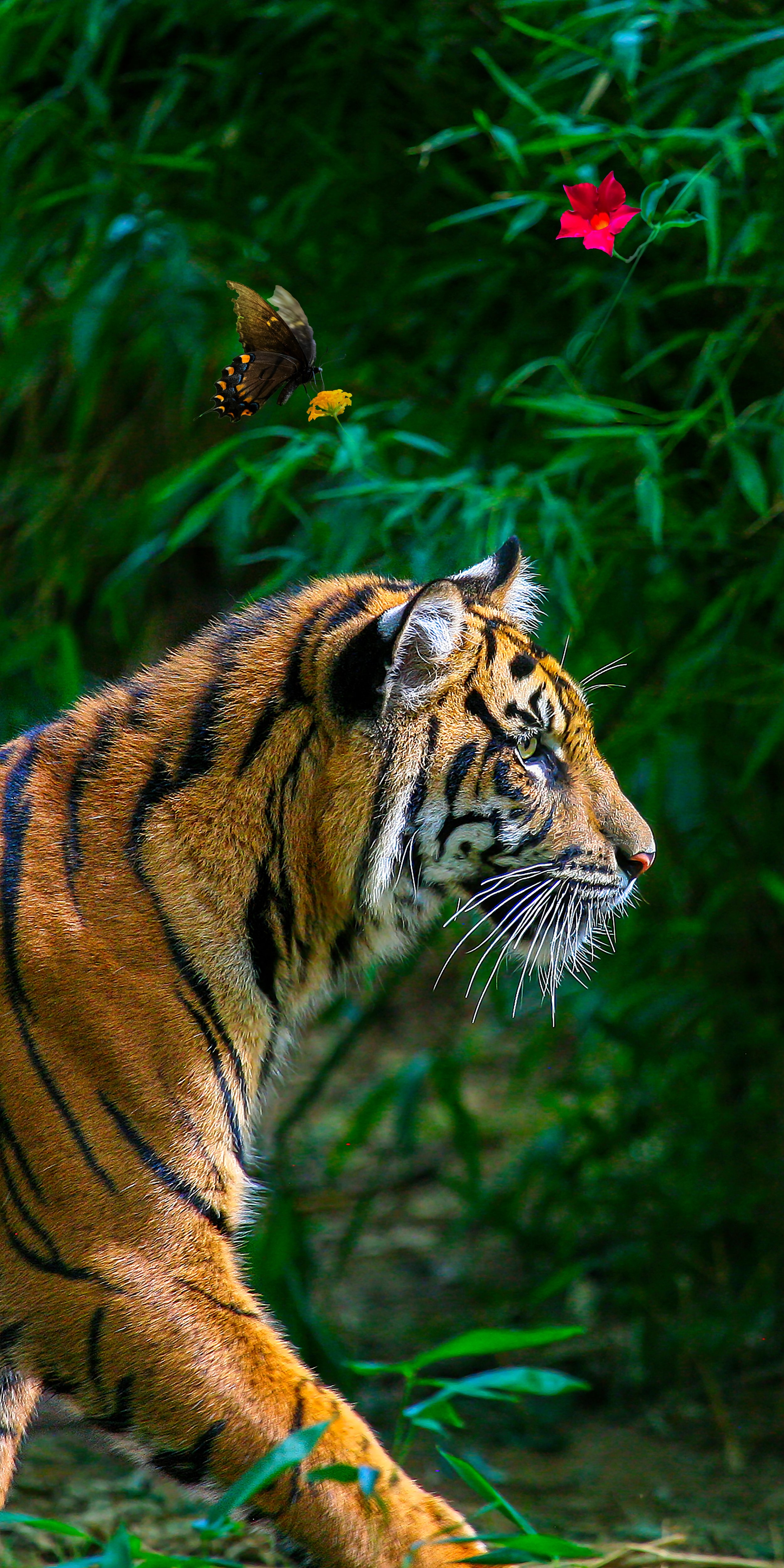 "Tiger and Butterfly"