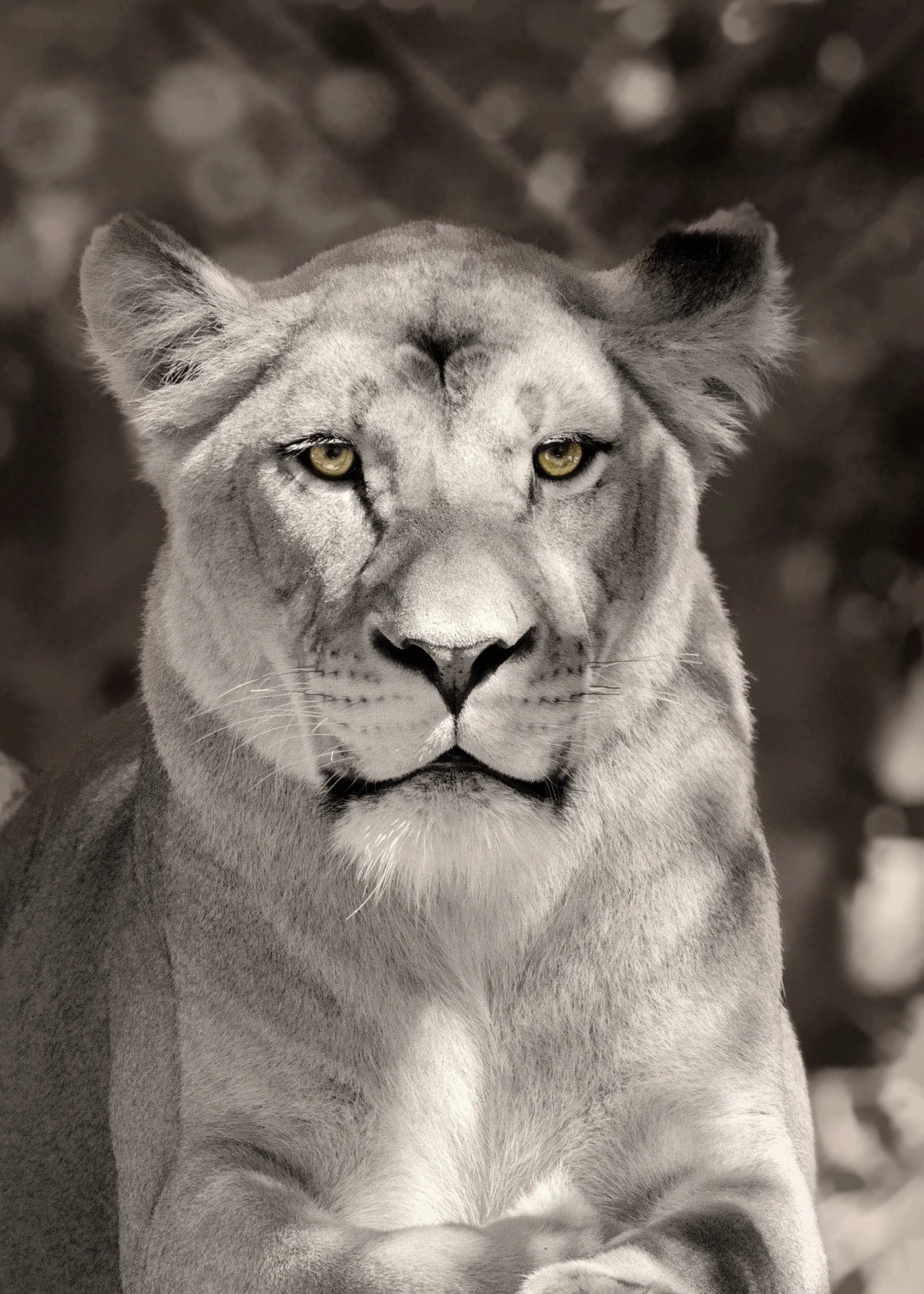 "Lioness"