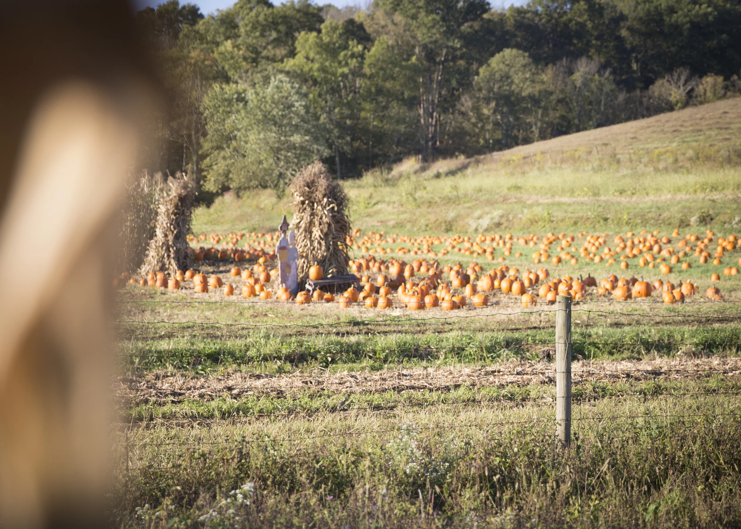 NF_FallFest2015_2.jpg