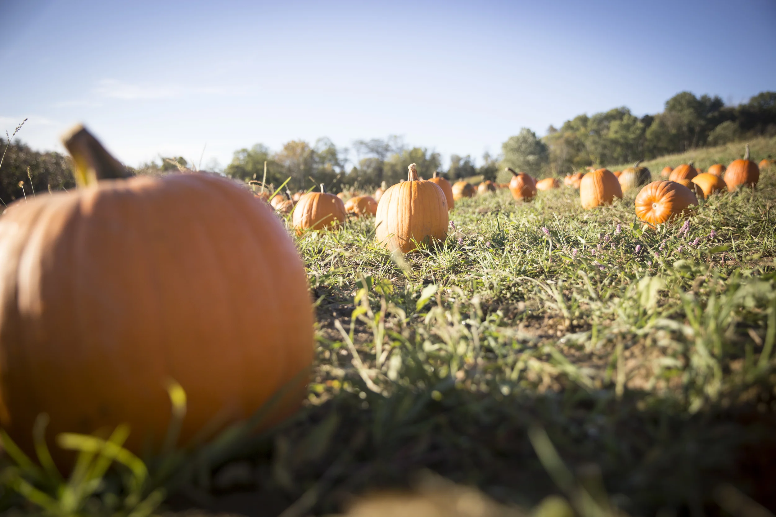 NF_FallFest2015_4.jpg