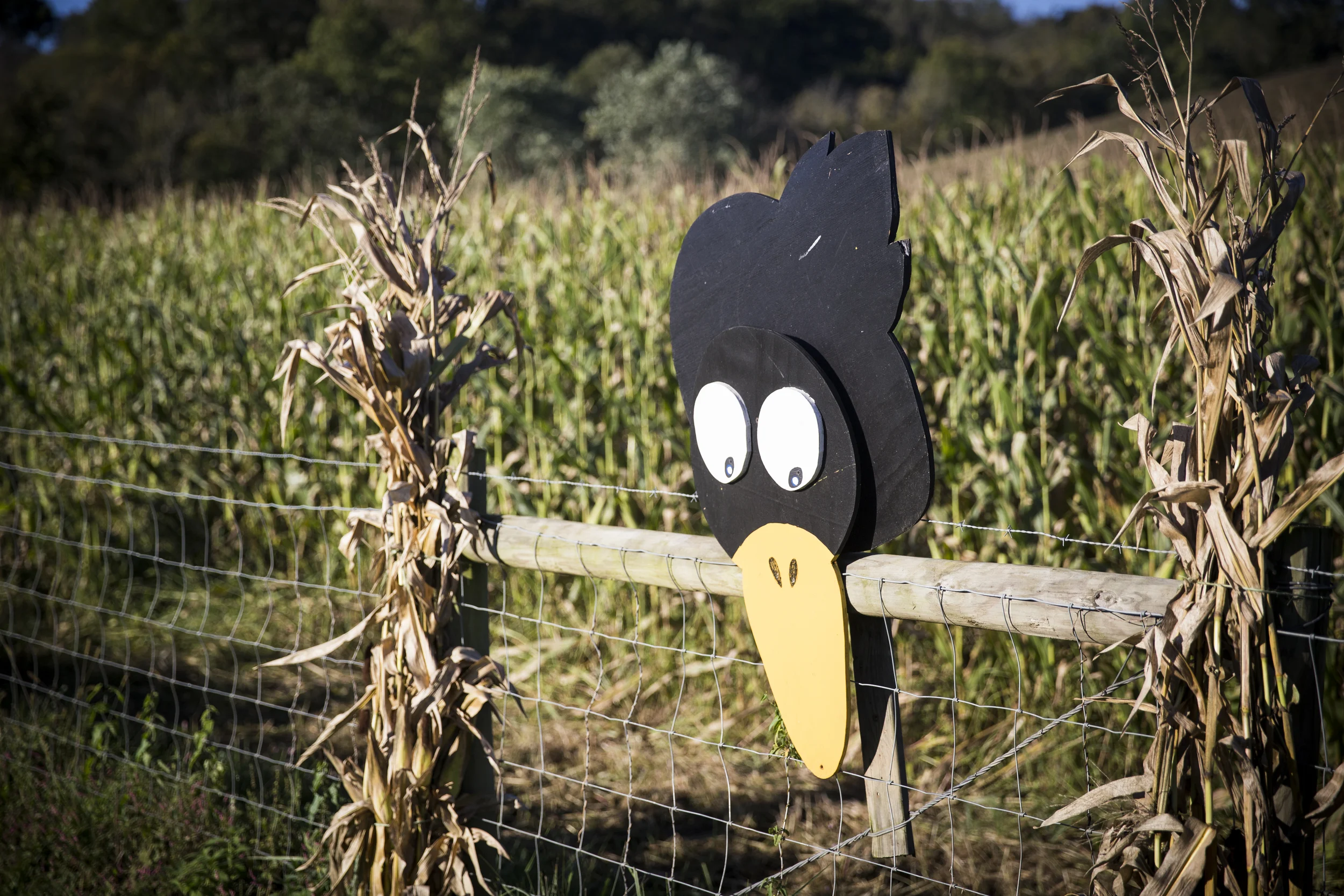 NF_FallFest2015_10.jpg