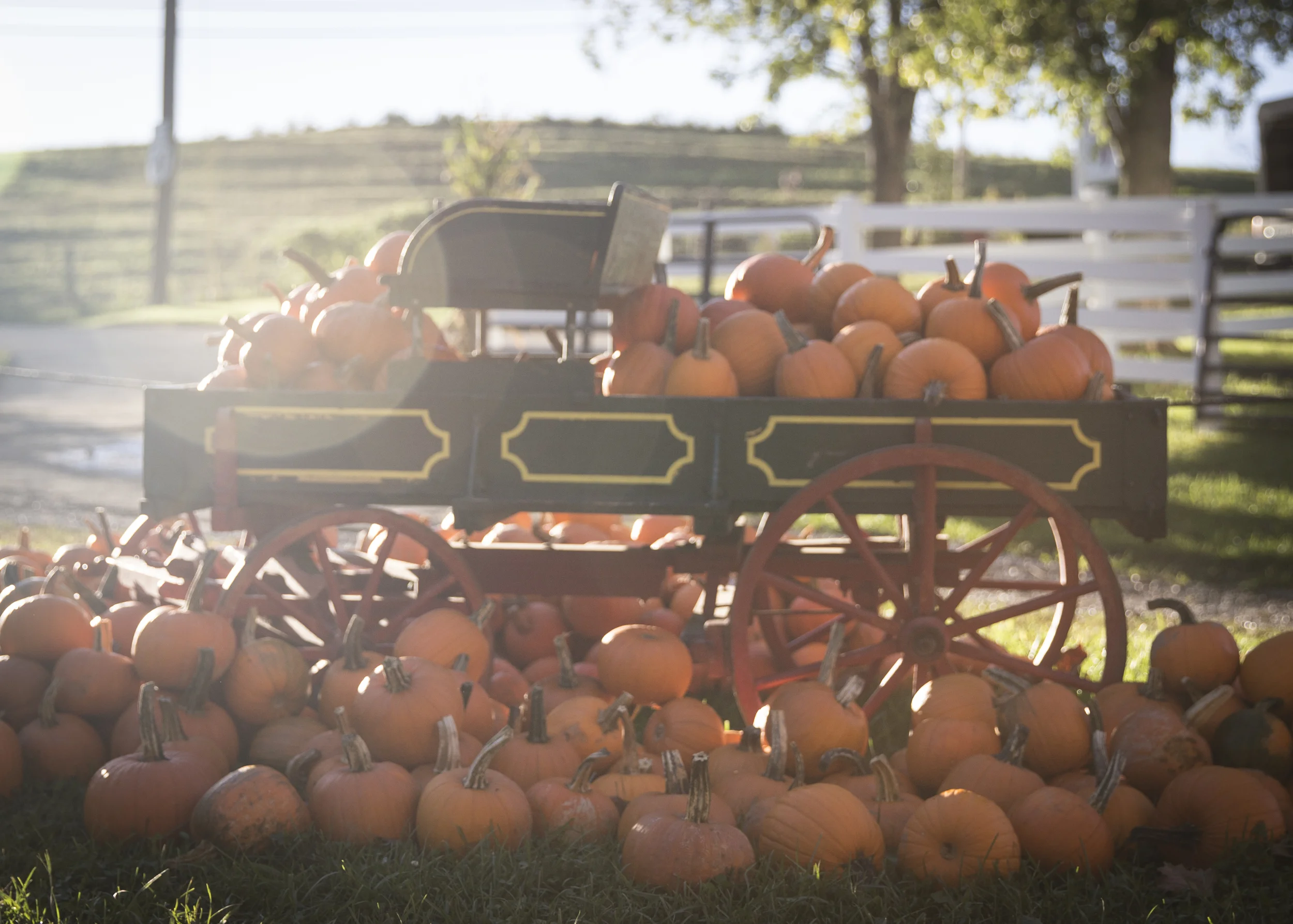 NF_FallFest2015_13.jpg