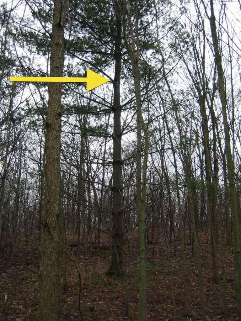 This is the tree my Dad fell from, and where he was standing when life changed in the blink of an eye.