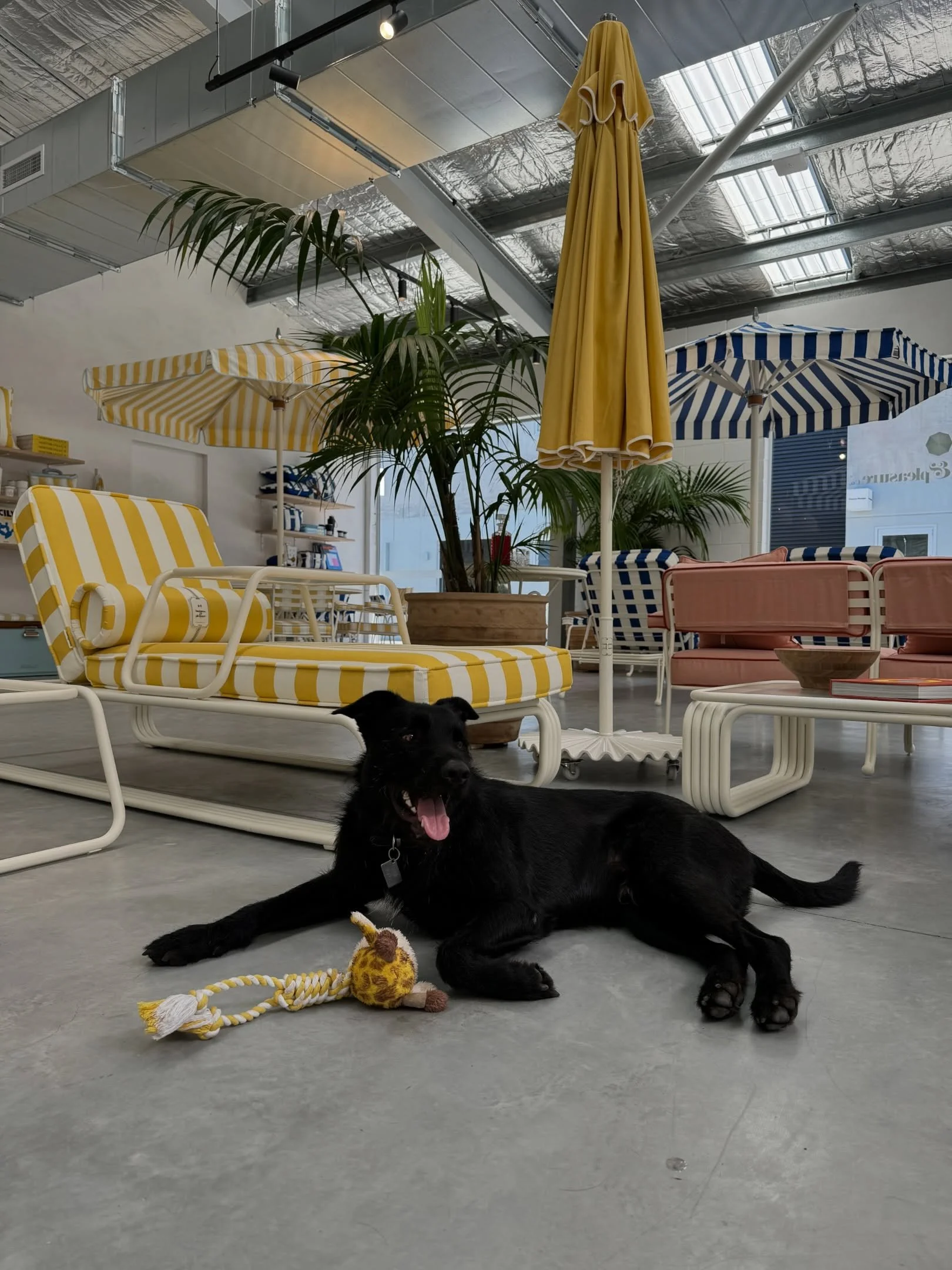 At Business &amp; Pleasure in Byron Bay this morning, I had the pleasure of meeting Hank&hellip; adding him to my collection of design shop dogs! 
1. @businessandpleasure_co 
2. @shopjedda 
3. @rachelcastleandthings