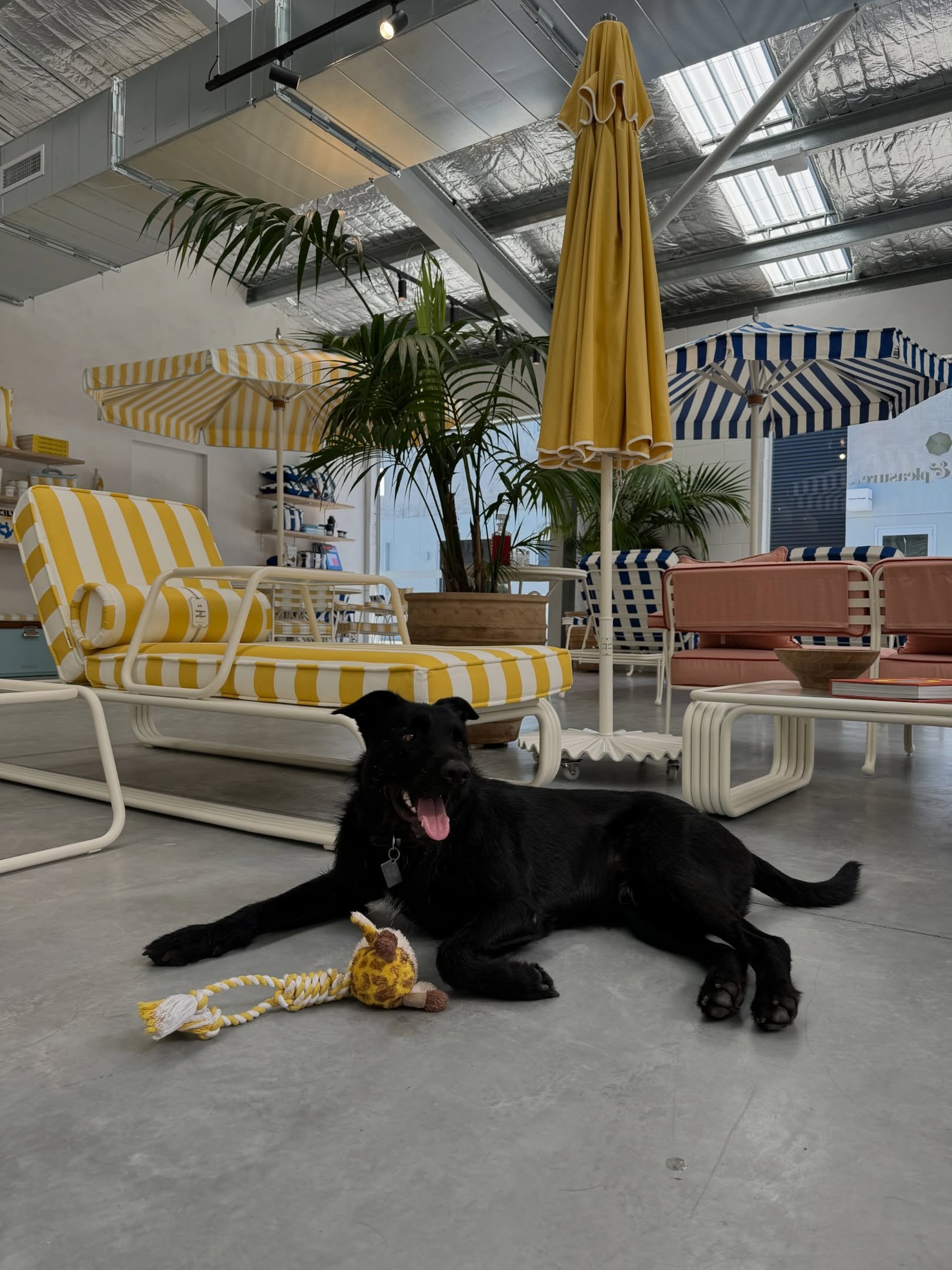 At Business &amp; Pleasure in Byron Bay this morning, I had the pleasure of meeting Hank&hellip; adding him to my collection of design shop dogs! 
1. @businessandpleasure_co 
2. @shopjedda 
3. @rachelcastleandthings