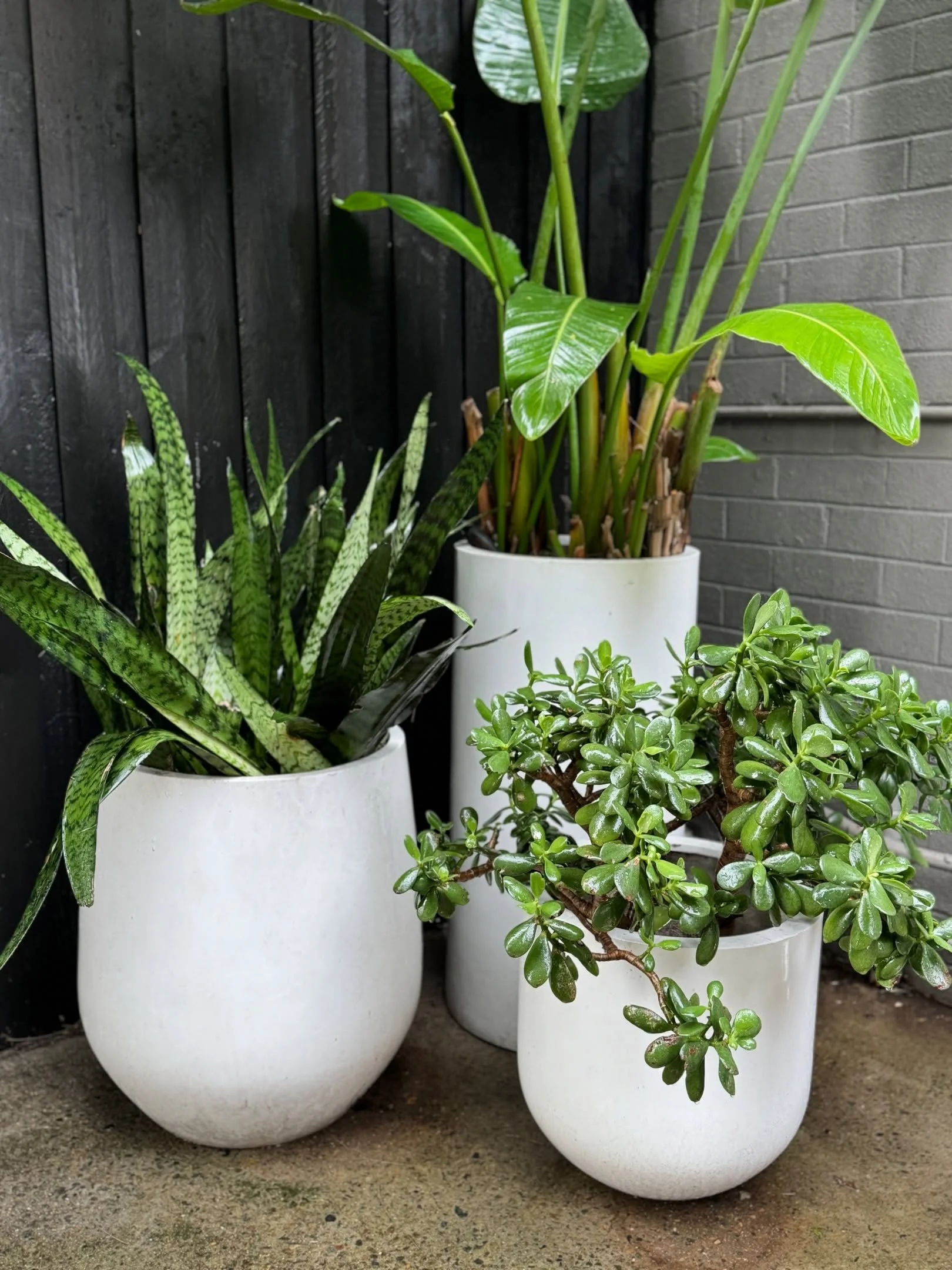Every once in a while I&rsquo;ll revisit why I used &ldquo;Design&rdquo; in my business name and not &ldquo;Interiors&rdquo;&hellip; because sometimes the design turns outwards! Revisiting my favourite project&hellip; the @thebalconygarden pots are s