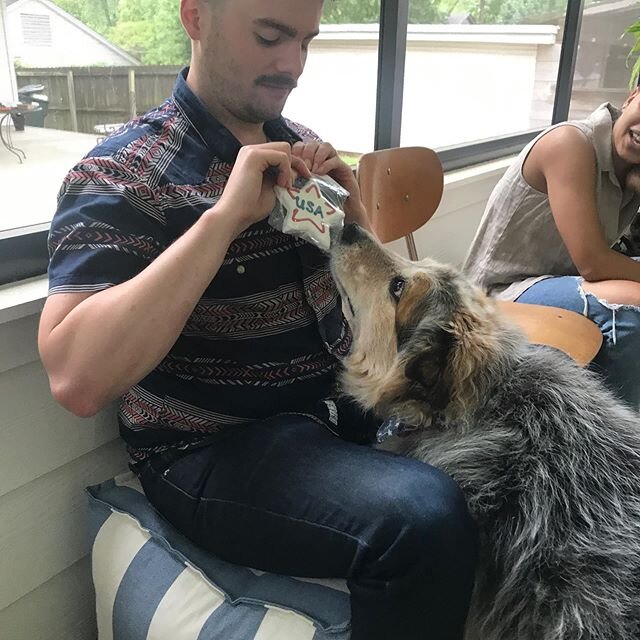 Treat time; a progression. Thanks for the tasty treat Uncle Stephen &amp; Aunt Amber. 🐶🇺🇸🤣 #treatyoself #yum #treateyes #FloraTheHelper