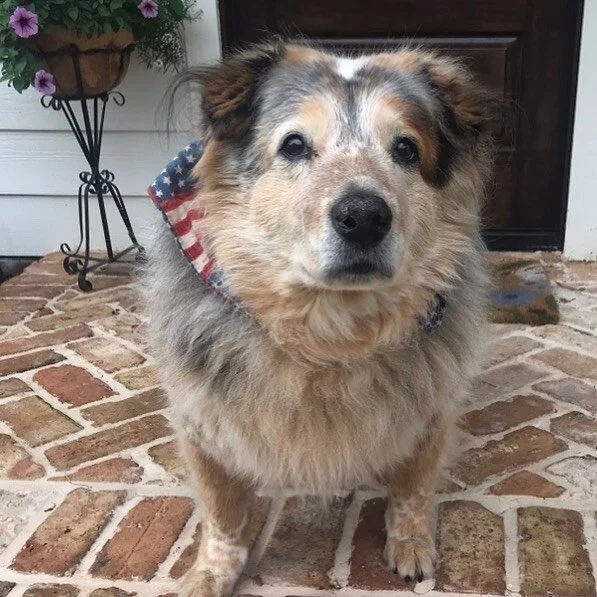 Just the cutest face you ever did see! 😍🐶💜 #sidekick #AbbiLynn #thatface #aussie #heeler #texas