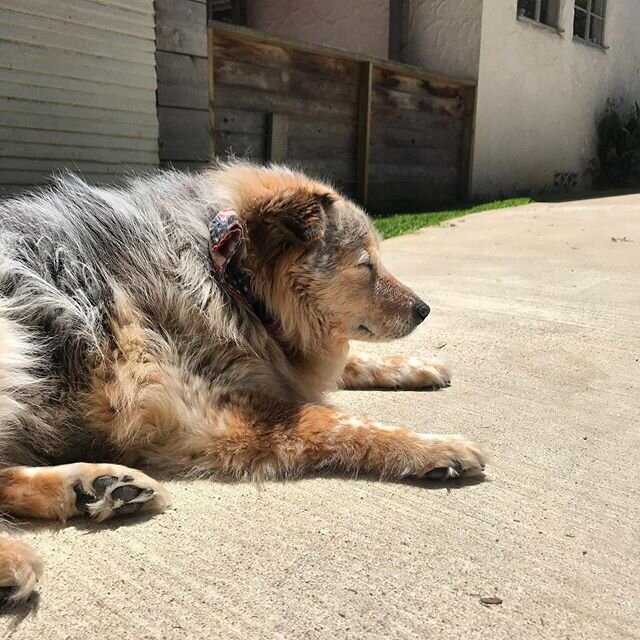 Friday vibes, 🐶 soaking up that Texas sunshine! ☀️ #AbbisHighLife #sunshine #Aussie #Heeler #TexasHeeler #Tyler #TX