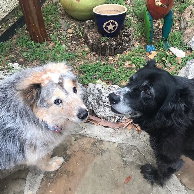 Reunited and it feels sooo good! These two have been besties their entire lives...almost 13 years &amp; they are just precious. 🐶💜🌵 #AbbiAndFriends #Besties #TX #Abbi #Einstein #TechPups