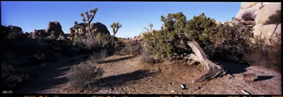 JoshuaTree002.jpg