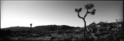 JtreeBW.jpg