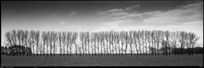 springtrees003-Edit.jpg