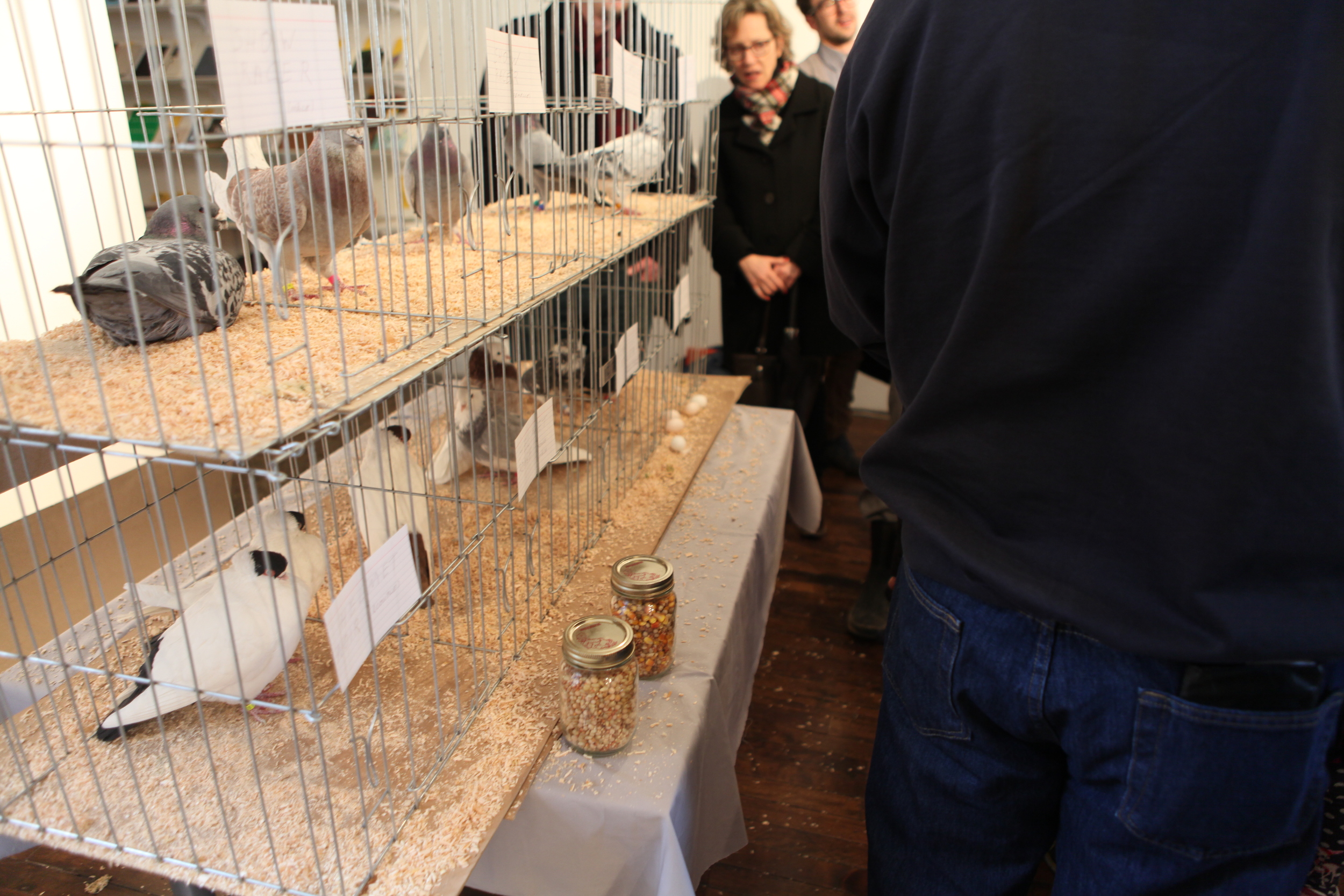  Domesticated pigeons were brought into the gallery. 