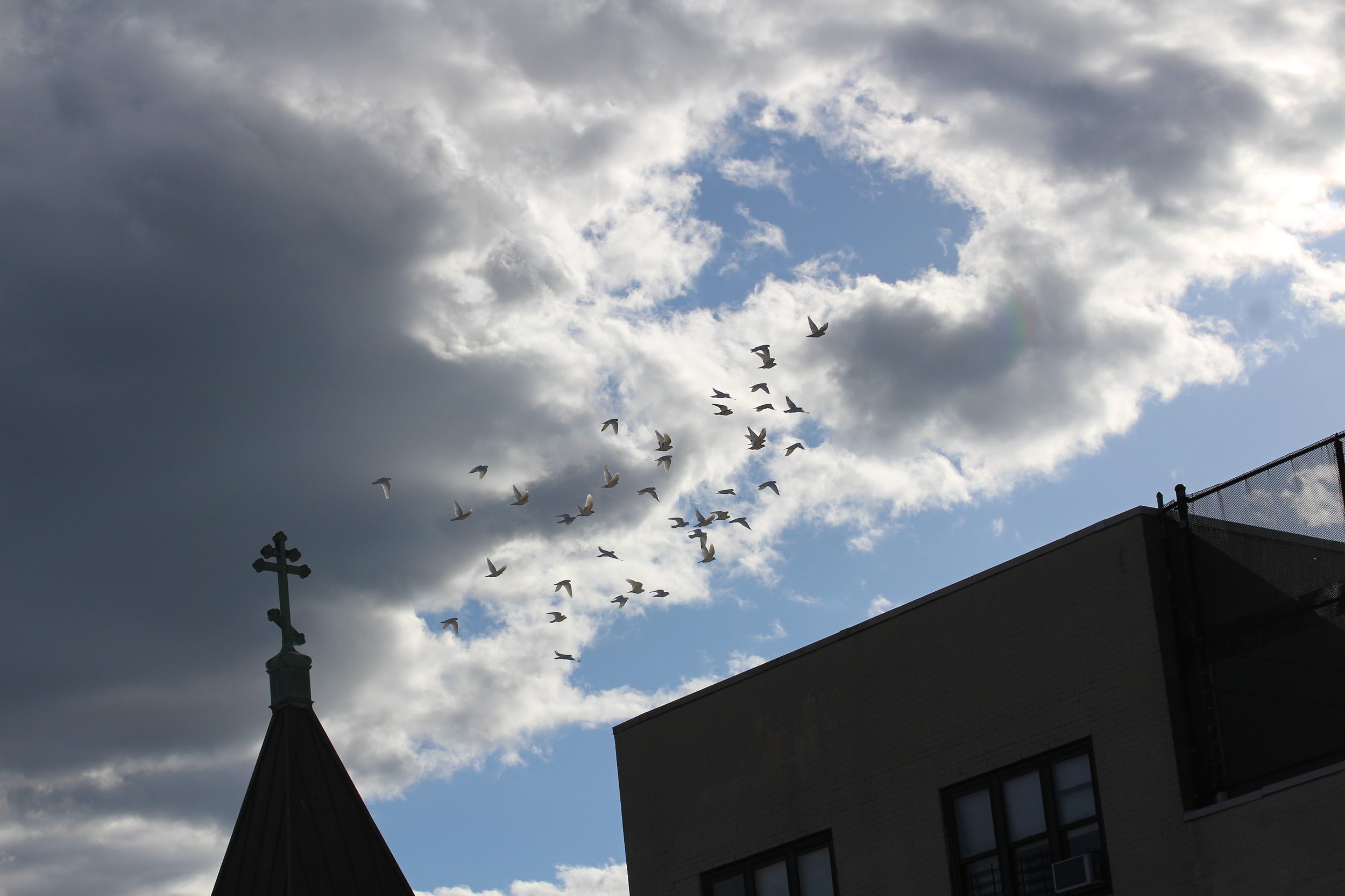  Feral pigeons make good food for the red-tailed hawks, Christo and Dora, that are celebrated a symbolic of New York City's 'green' policies. 