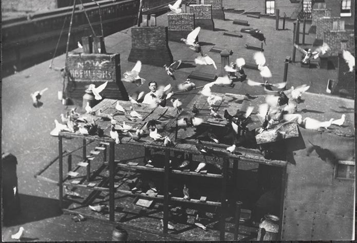  The Lower East Side used to be full of pigeon coops for food and for entertainement. 