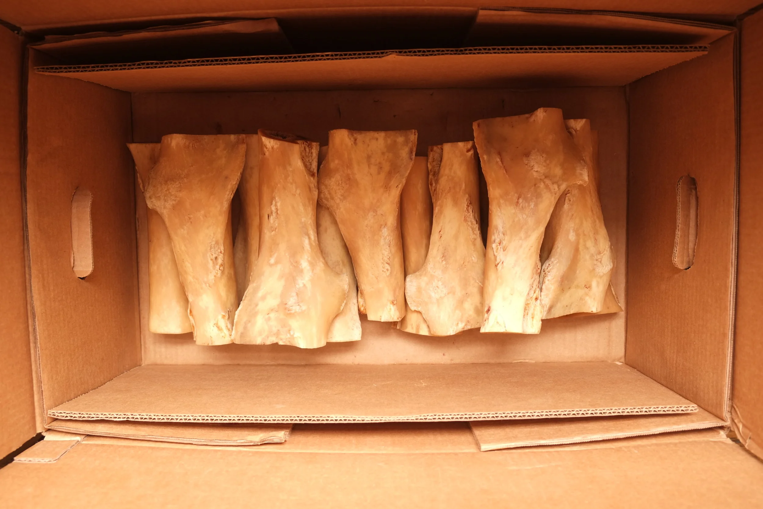Some of the 23 horse femurs cleaned, ready to be cut for the production of the bowls.