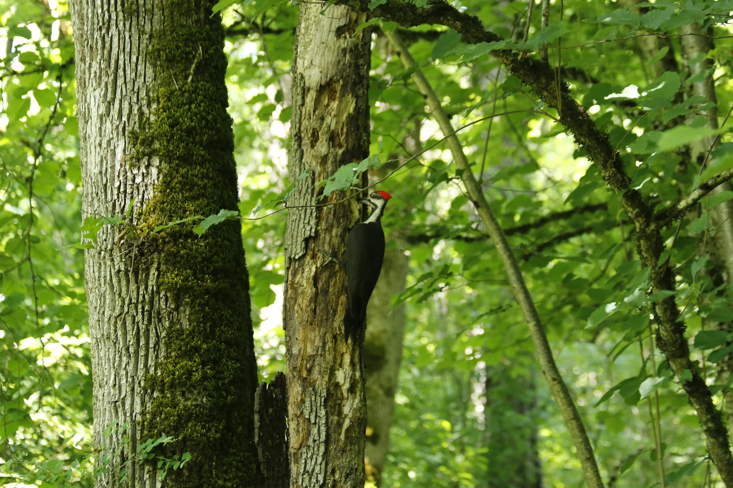 woodpecker.jpeg