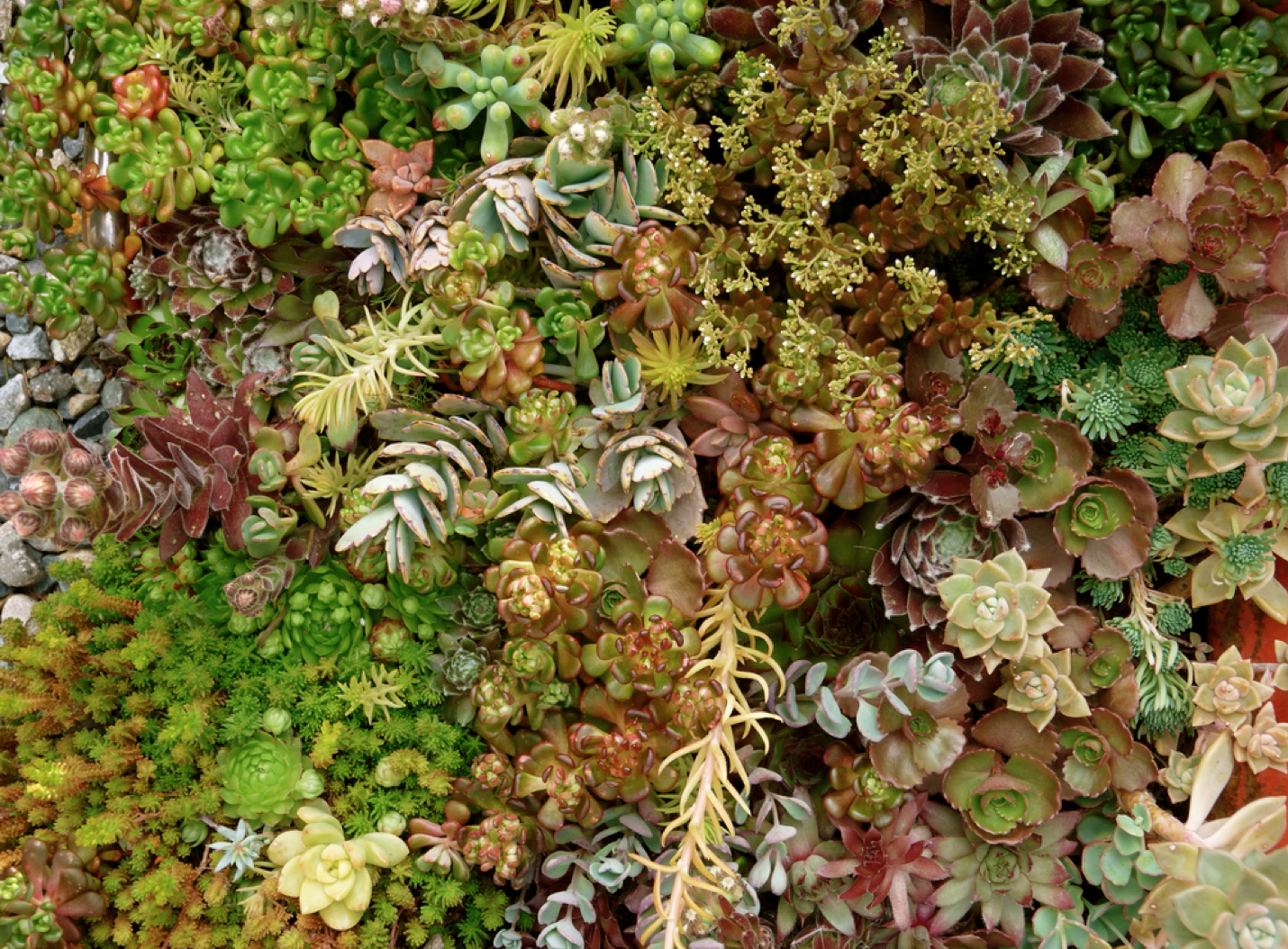Succulent Tapestry
