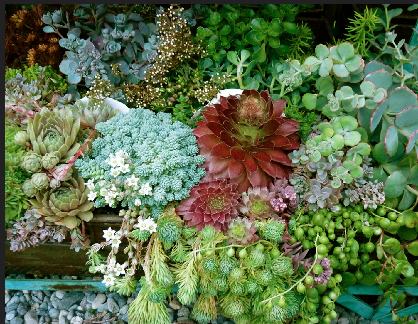 Succulents in Bread Pans