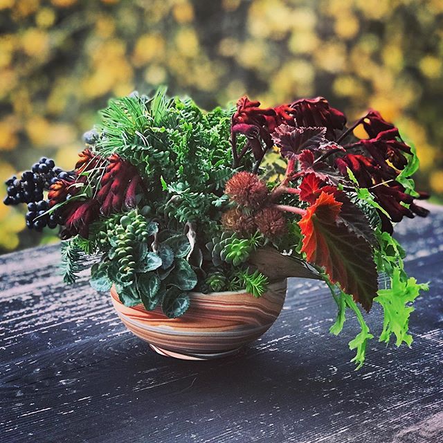 Ferns, cyclamen, begonia, juniper and black mondo grass berries, kangaroo paw, succulents, and blanket flower seedheads in a swirly little bowl from @forestceramicco on Orcas. Everything in it will either keep growing or dry nicely, so we should be a