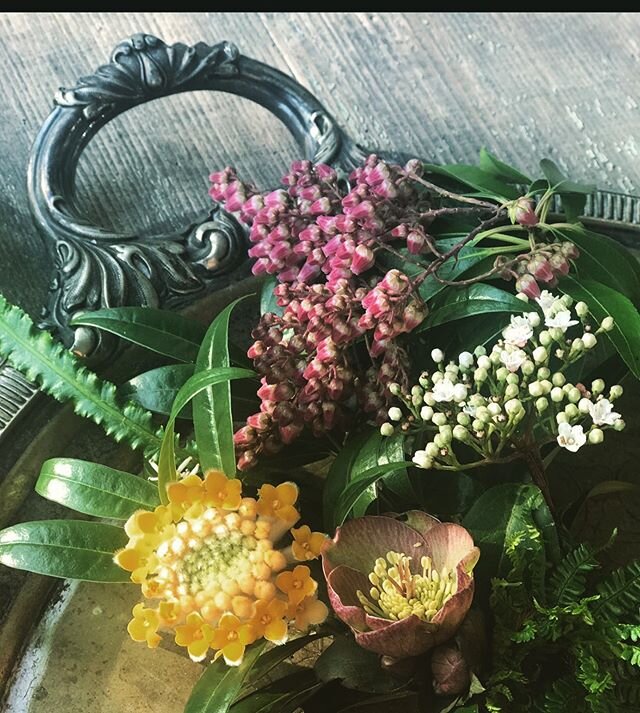 Blooming today in the garden: hellebore, edgeworthia, viburnum, pieris, and mahonia I left for the hummingbirds. 🌿

I found a half hour to slip outside in a weekend full of family and friend time. I used to spend most of entire weekends in my garden