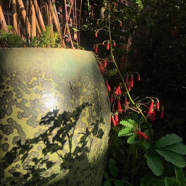 Lovely light in the garden right now. If you haven&rsquo;t already been outside today, I hope you can still so it! Walks and garden time feel more essential than ever these days.
#seattlegarden #mygardentoday #lightandshadow #gardenlovers #quarantine