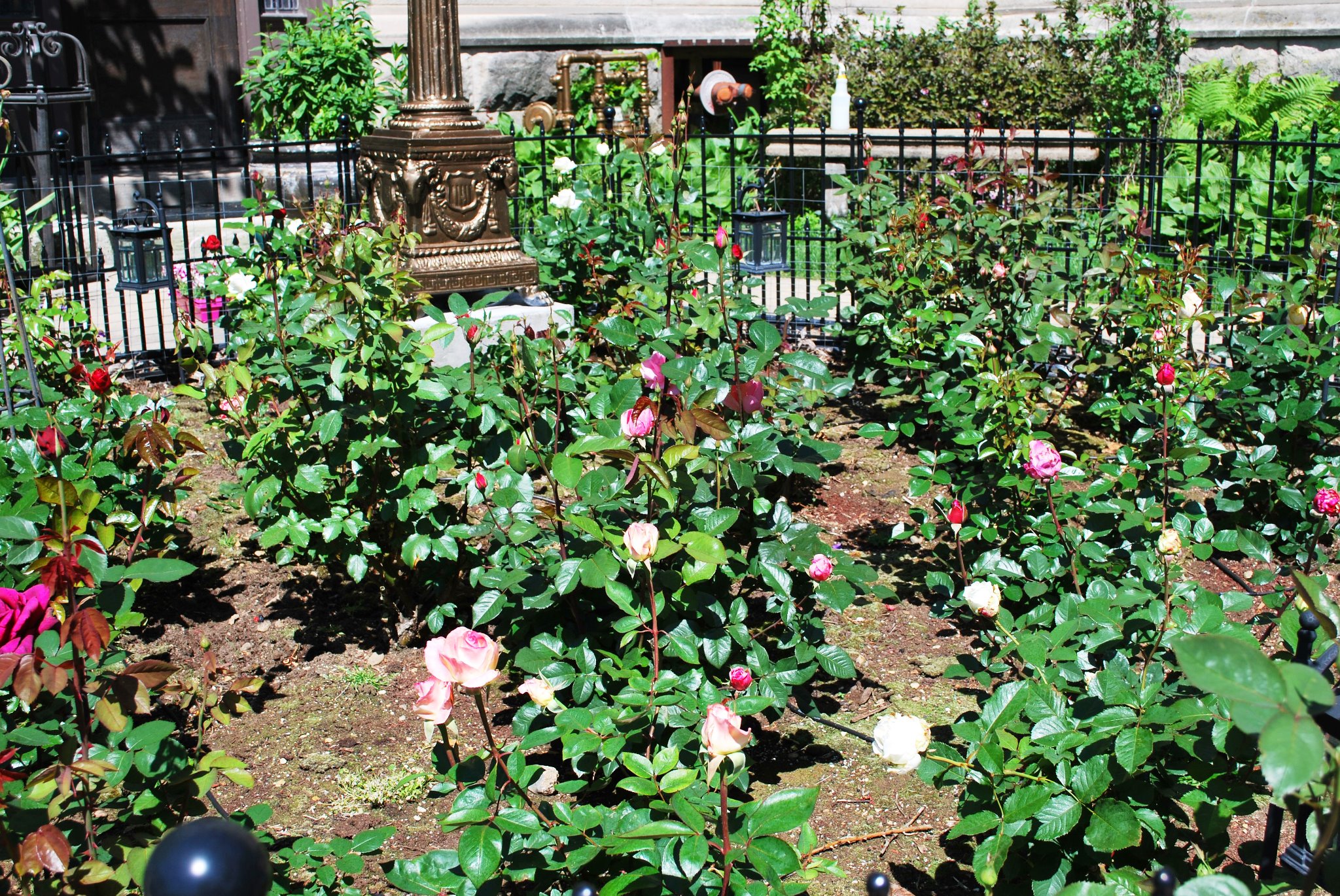 The Rose Garden 