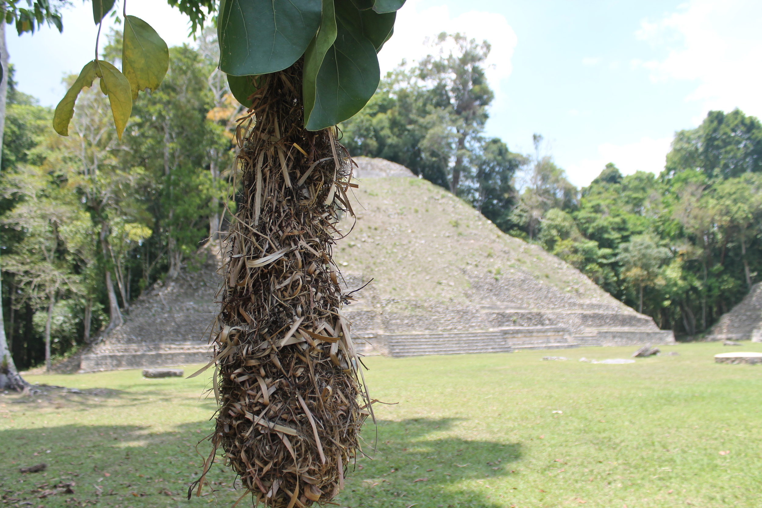 Caracol