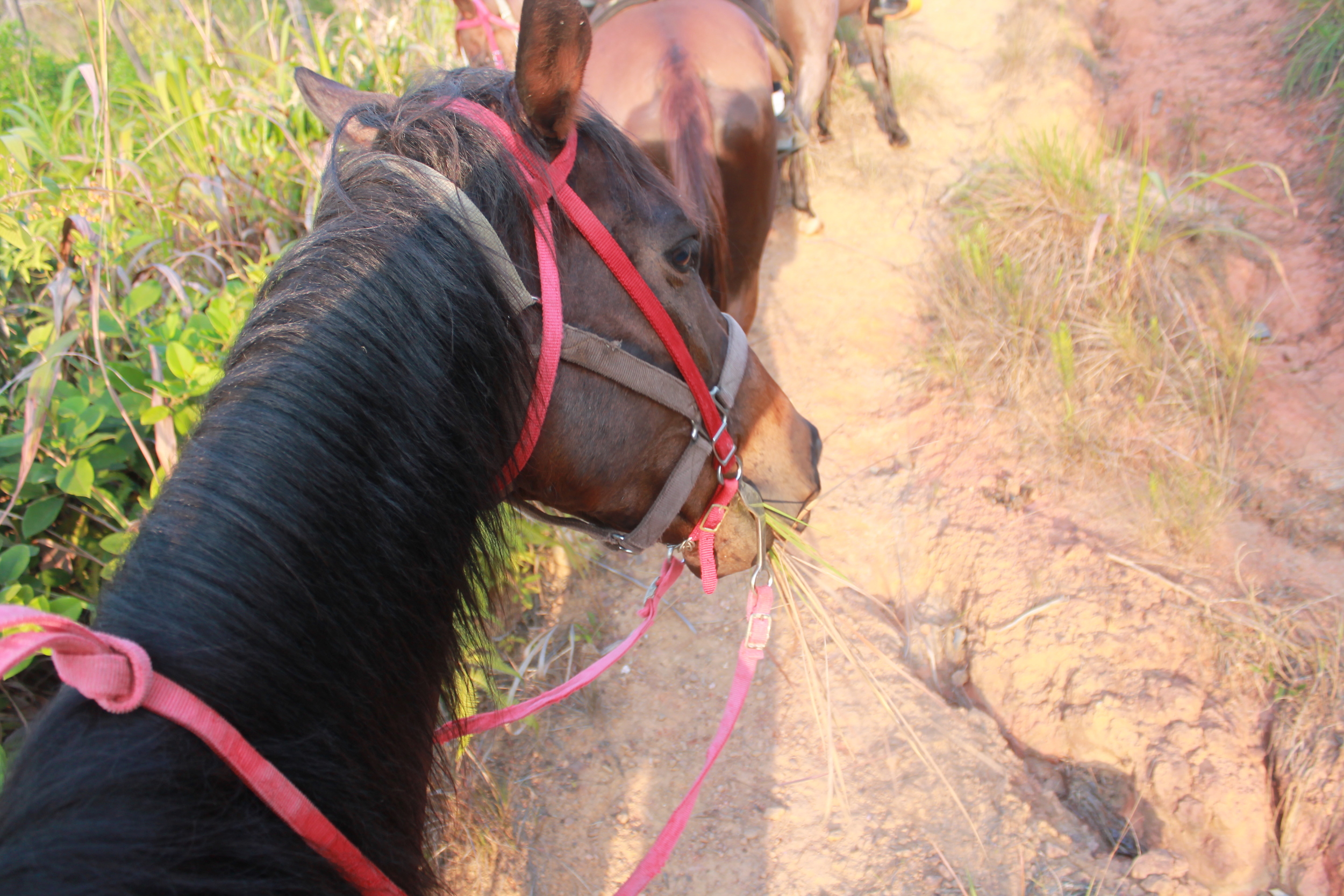 Horseback ride through the jungle