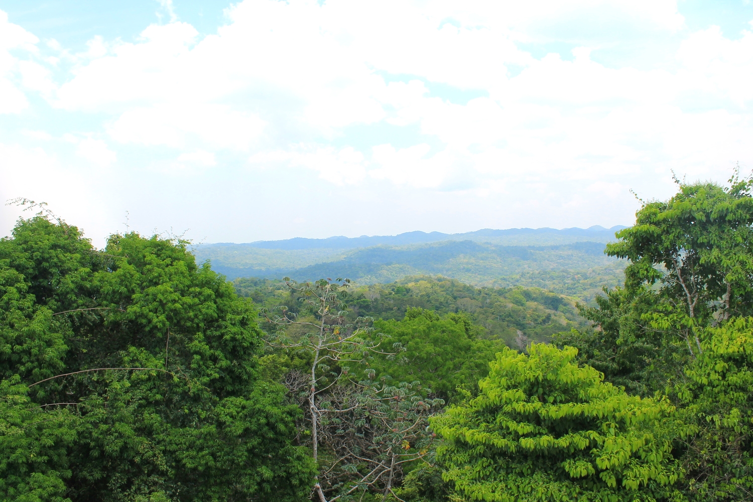 View from the top of Caracol