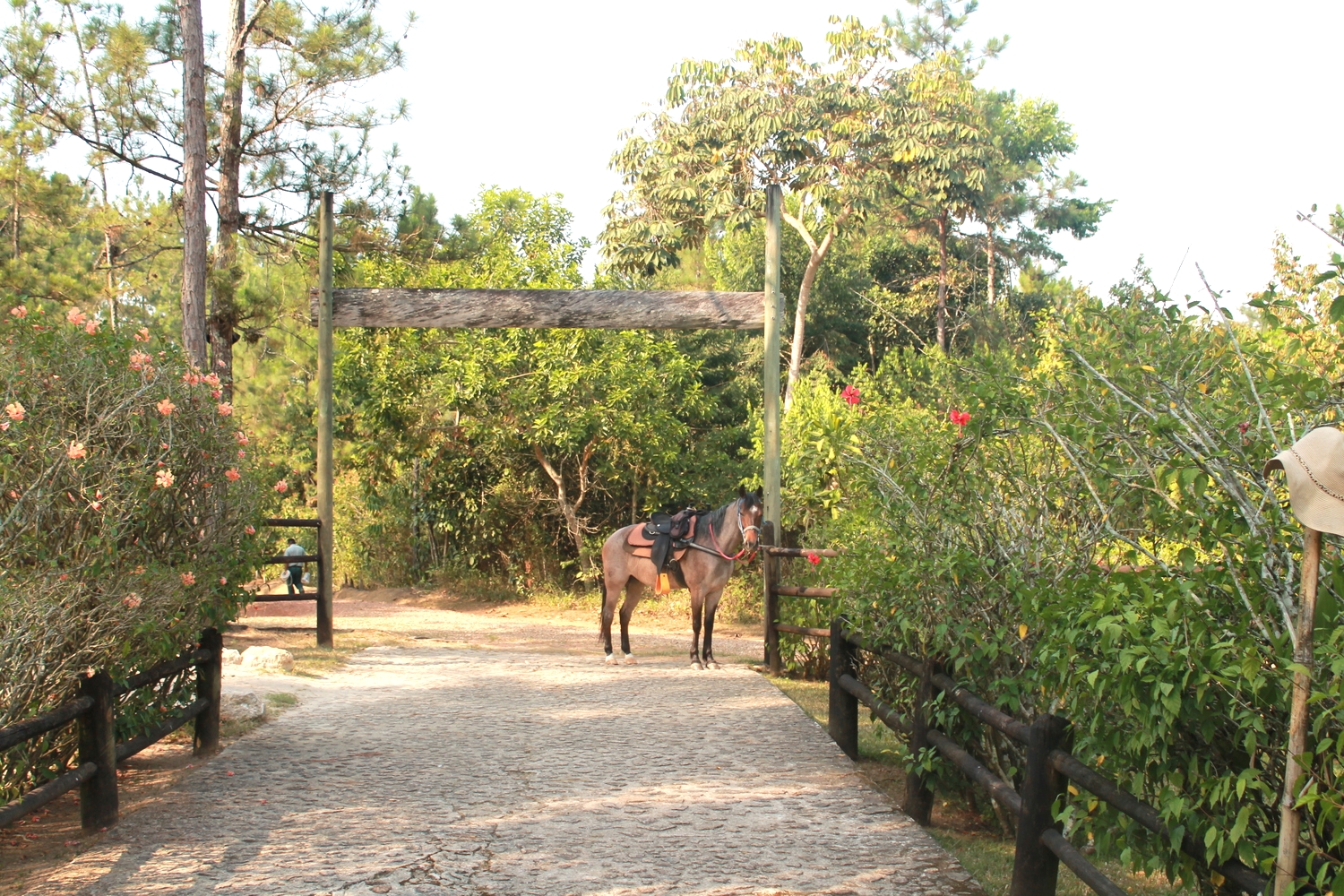 Blancaneaux Stable