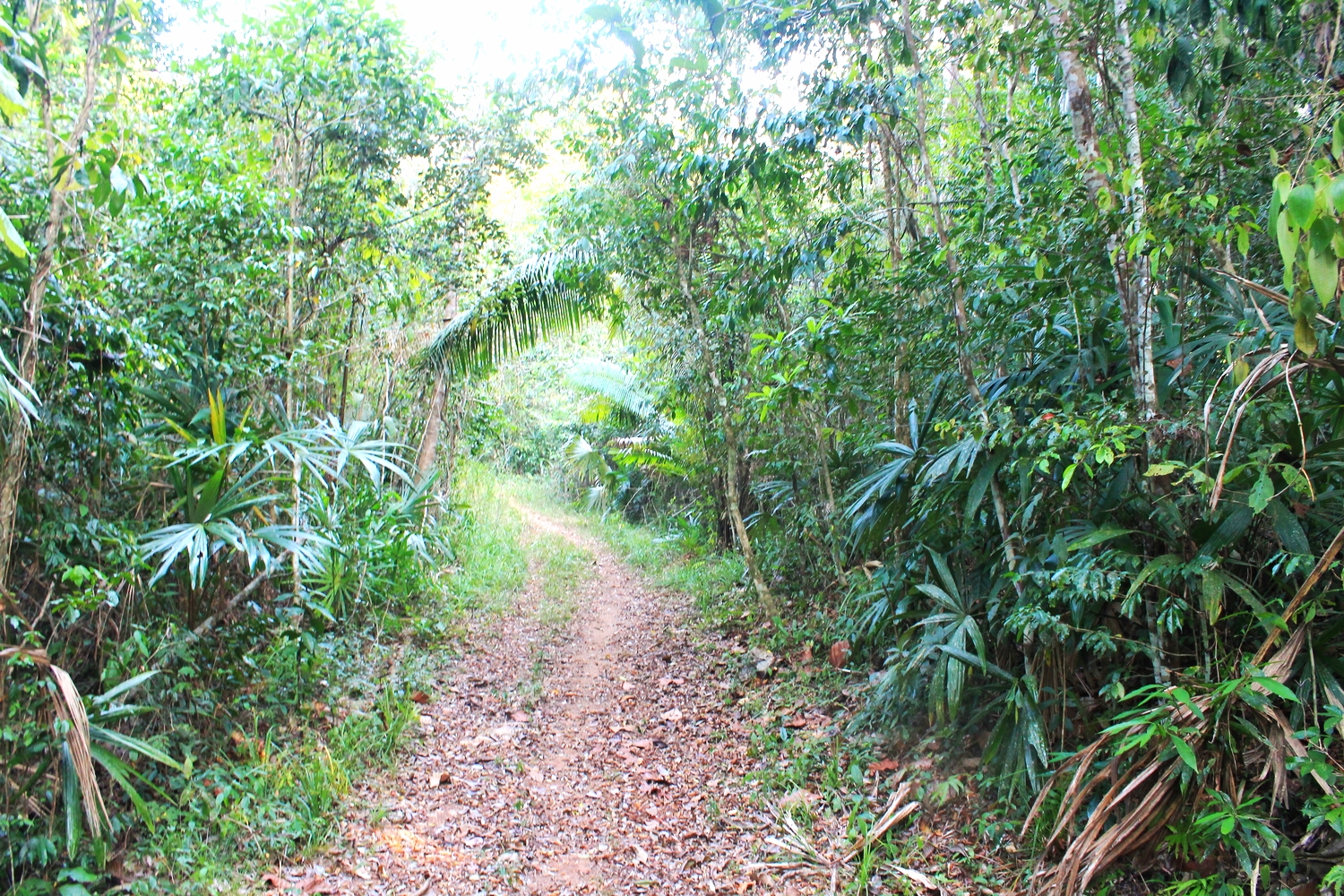 Horseback ride through the jungle