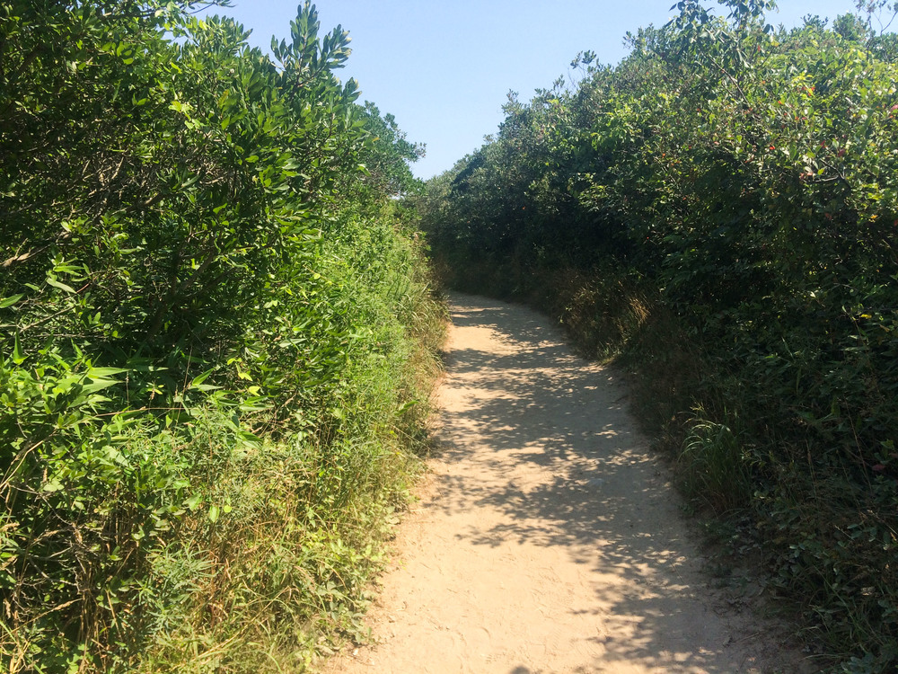 Trail to Mohegan Bluffs