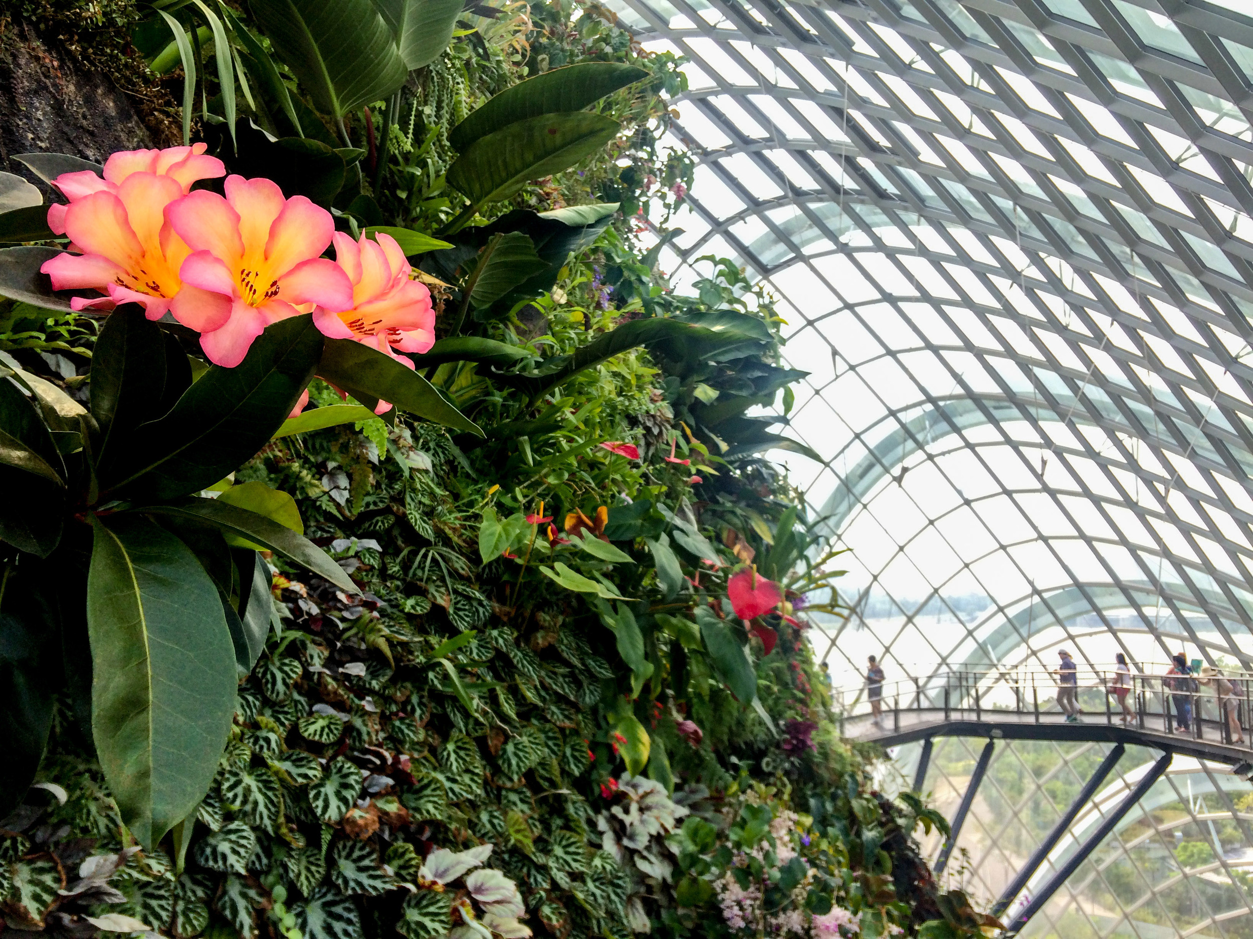 Cloud Forest, Gardens by the Bay