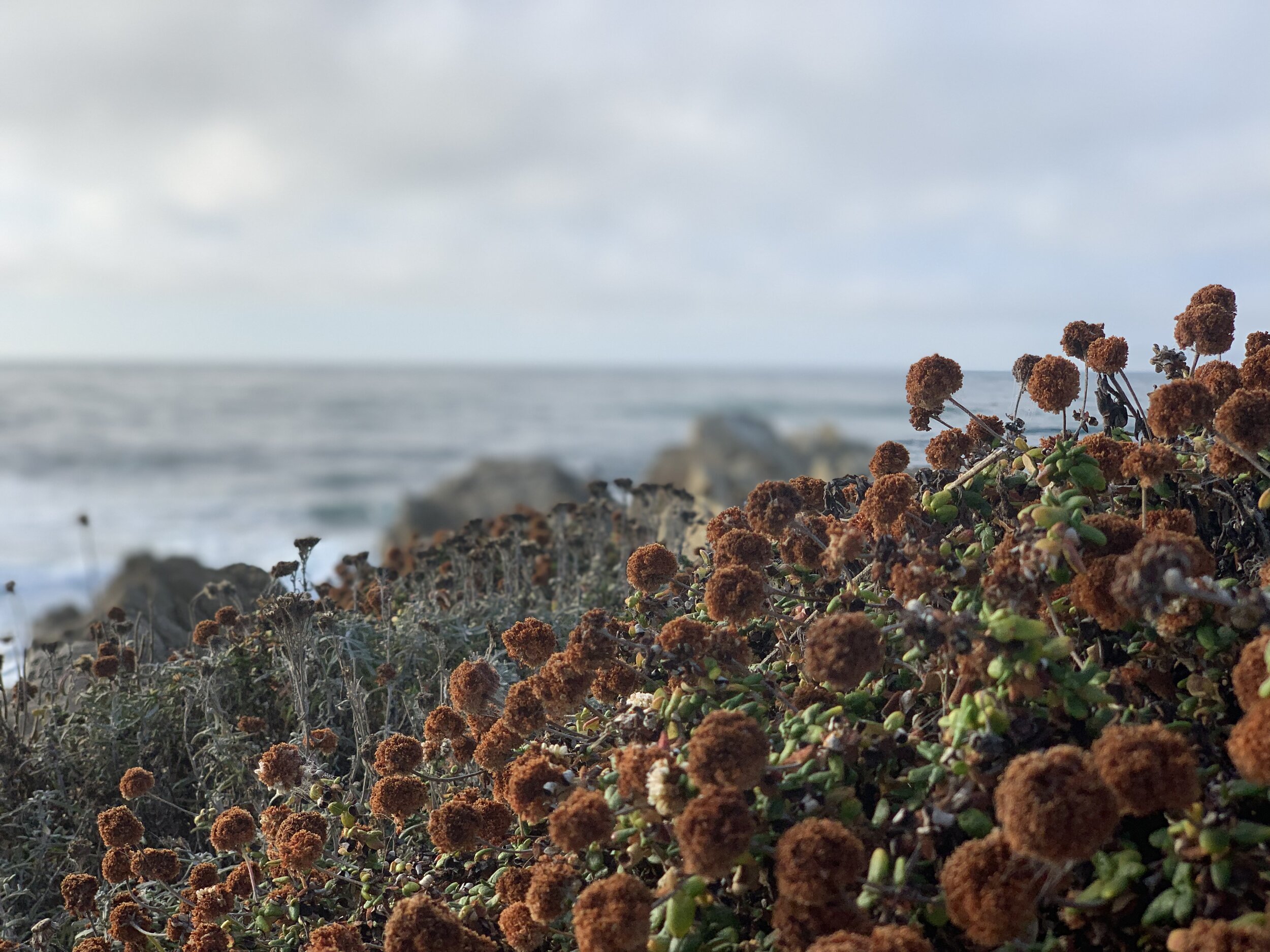  17 Mile Drive 