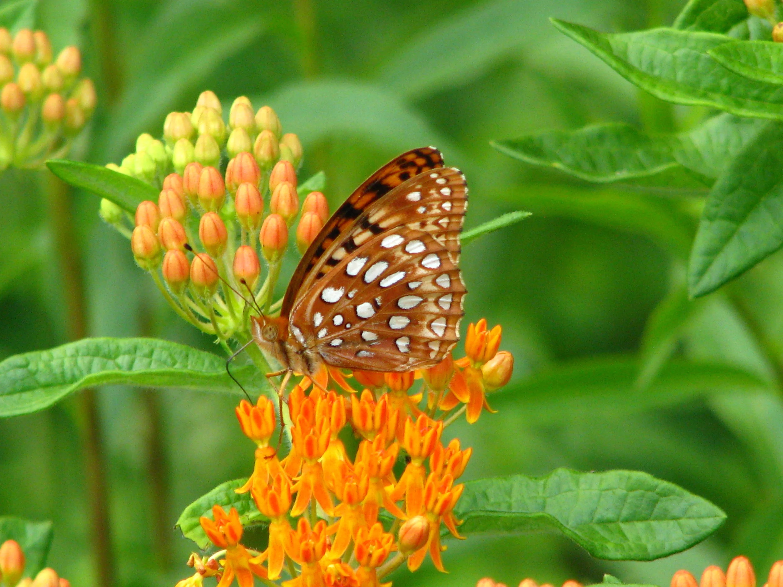 Aphrodite Fritillary